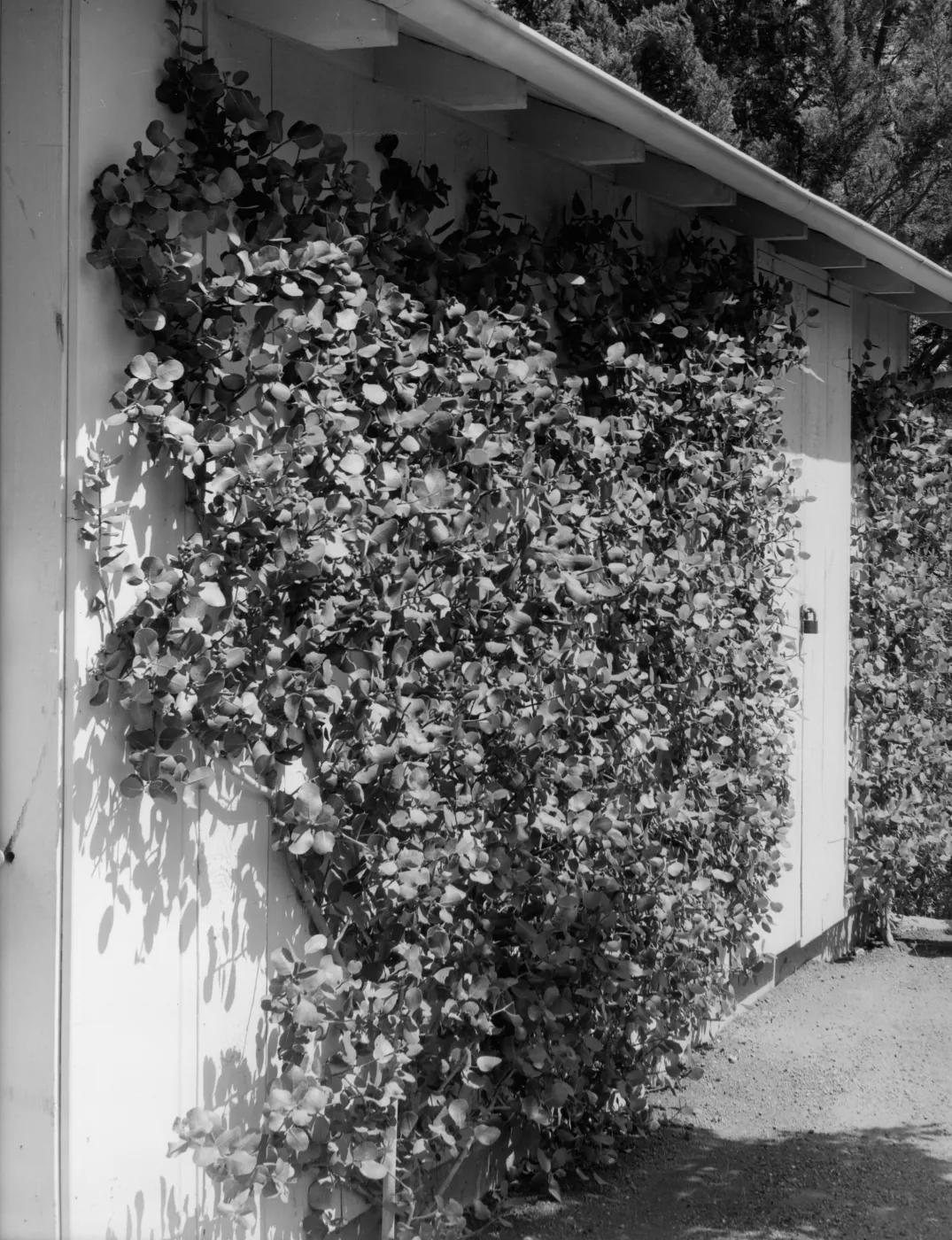 Espaliered Rhus integrifolia