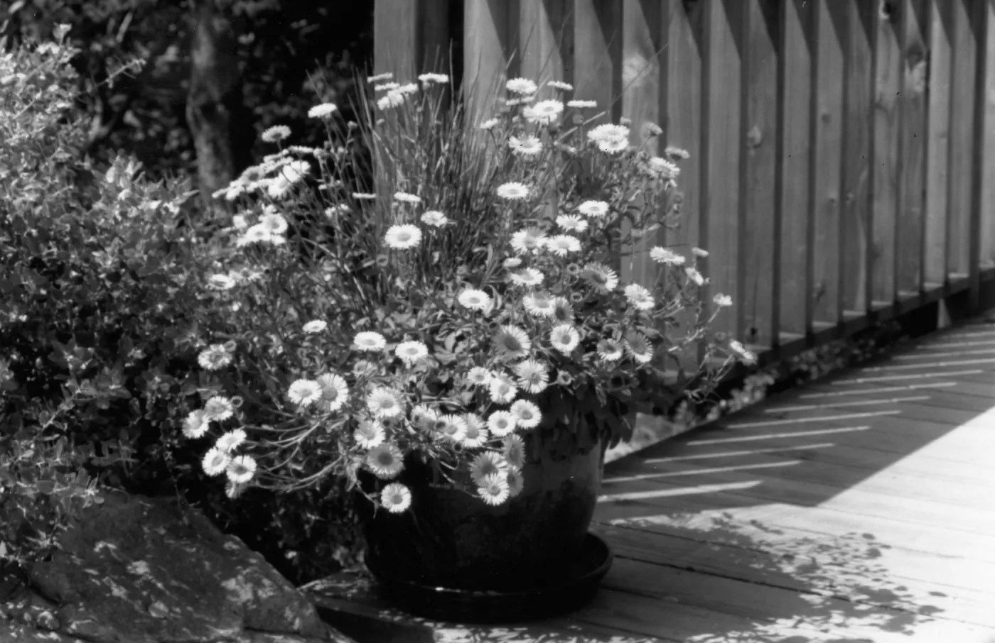 SBBG Home Demonstration Garden Potted Plant