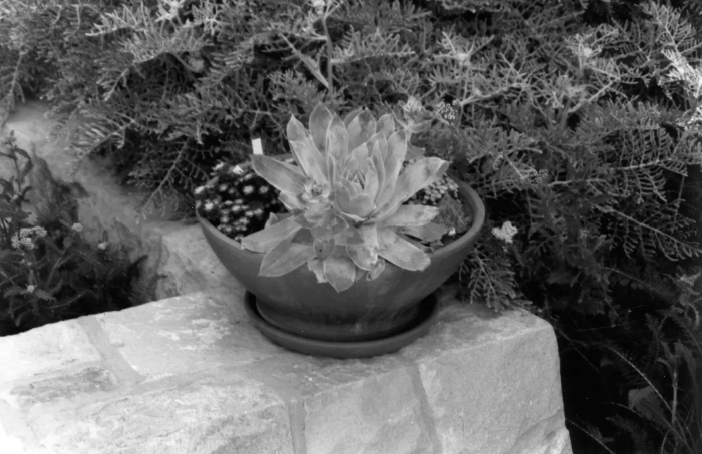 SBBG Home Demonstration Garden, Potted Plant