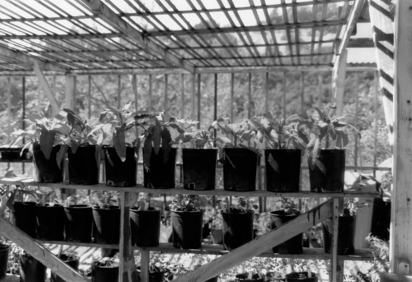 SBBG Horticulture Building, potted plants