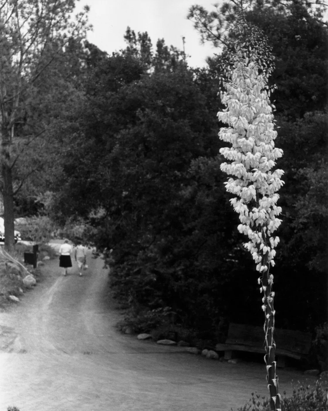 visitors walking in the Garden