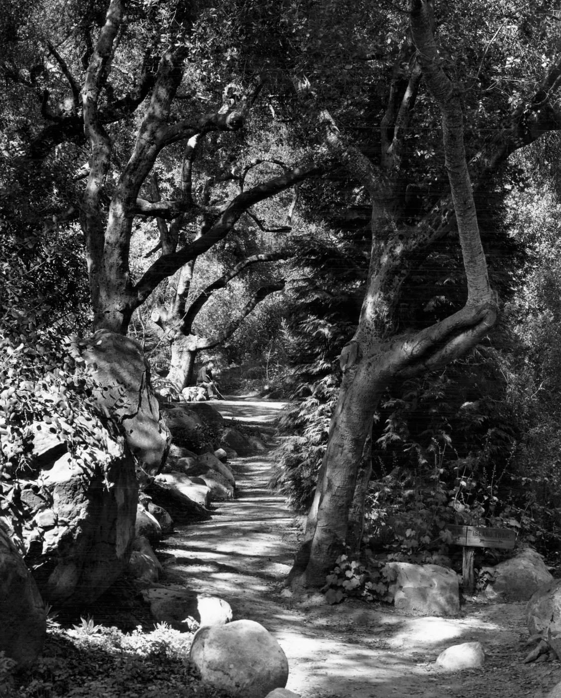 SBBG Arroyo Trail and Island Trail Intersection
