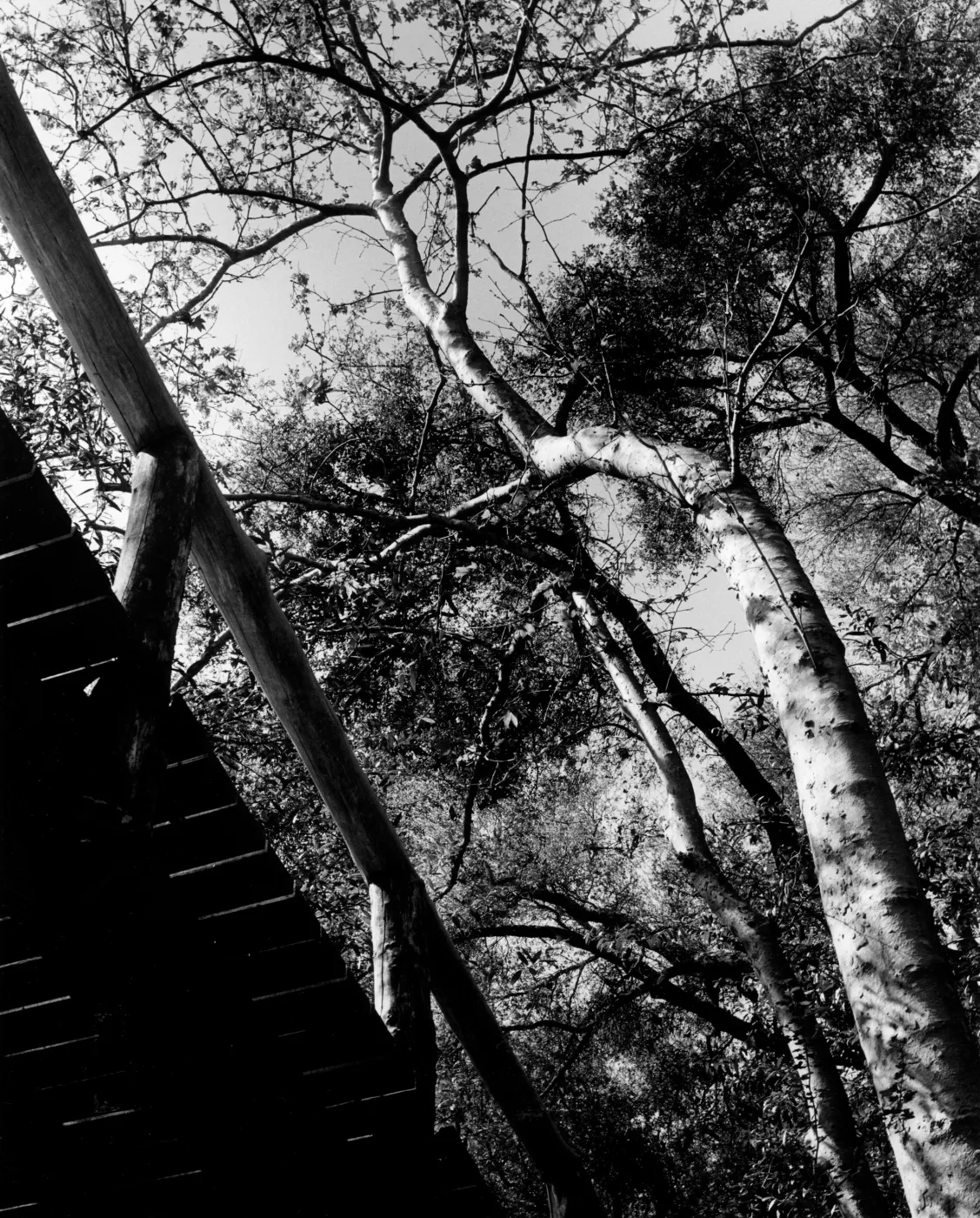 under Campbell Bridge, SBBG