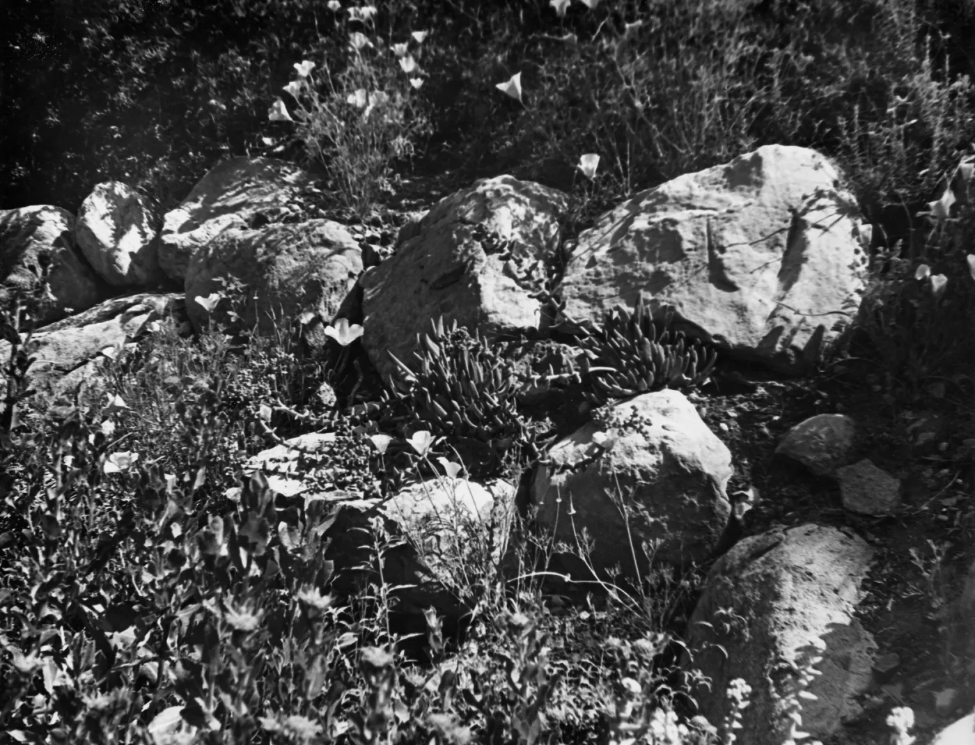 plants and boulders along the Campbell Trail, SBBG