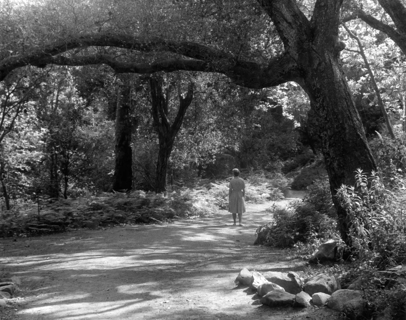 Canyon Section, SBBG, visitor walking in the Garden