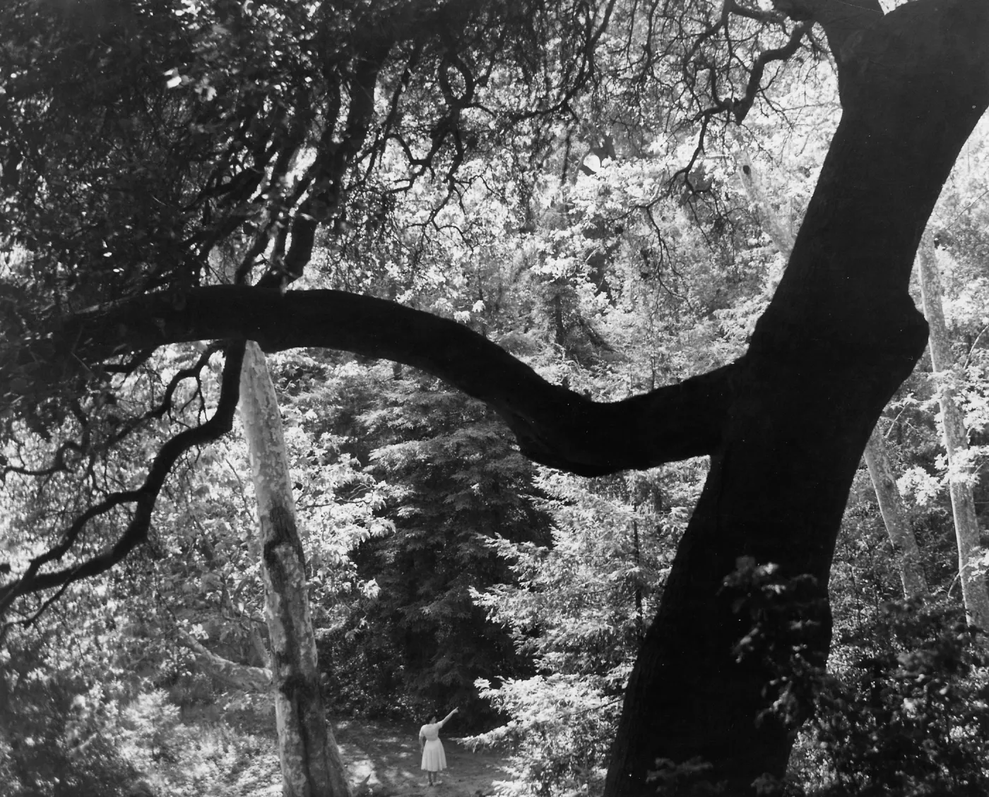 Canyon Section, SBBG, visitor on the trail to the Mission Dam