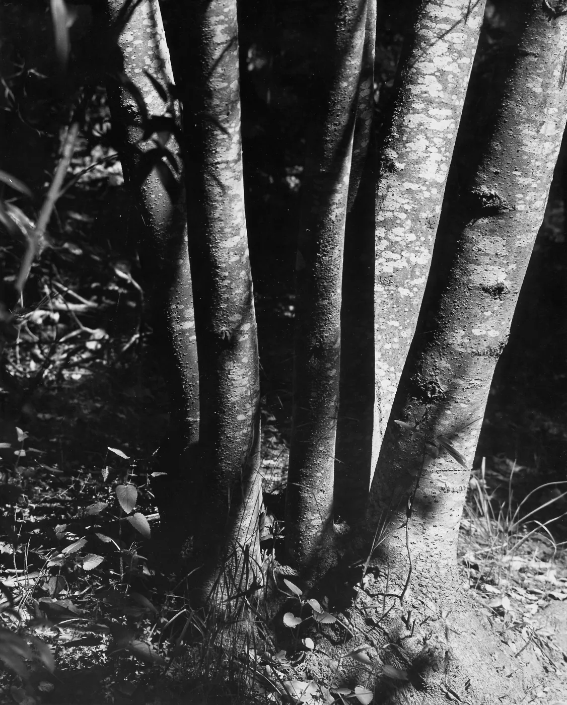 tree trunks, Canyon Section, SBBG