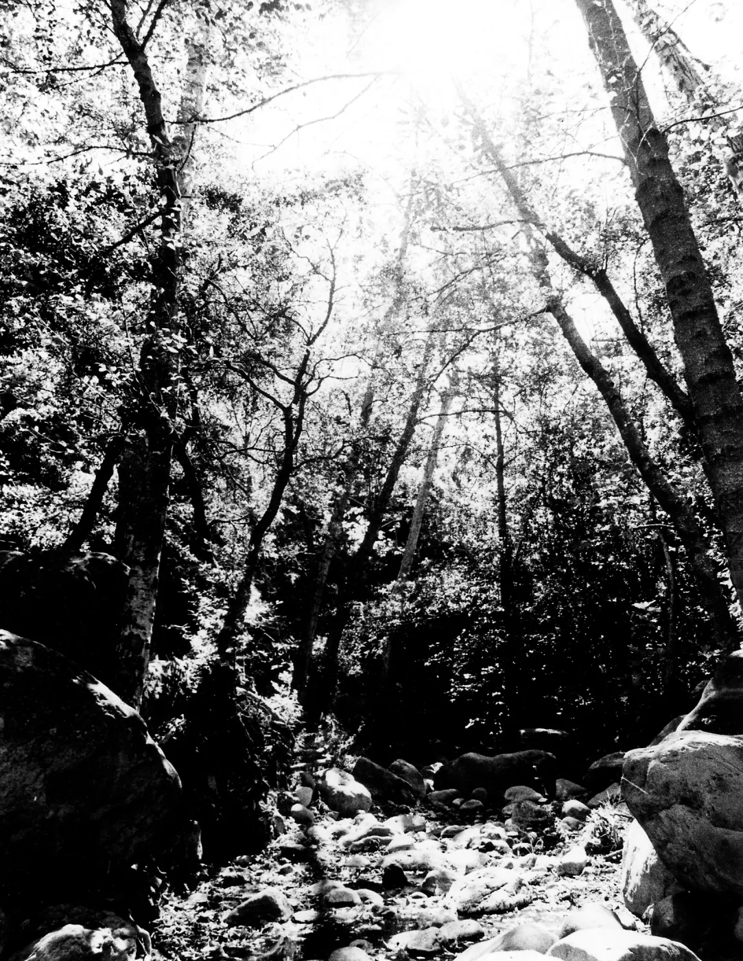 sunlight, Mission Creek, SBBG