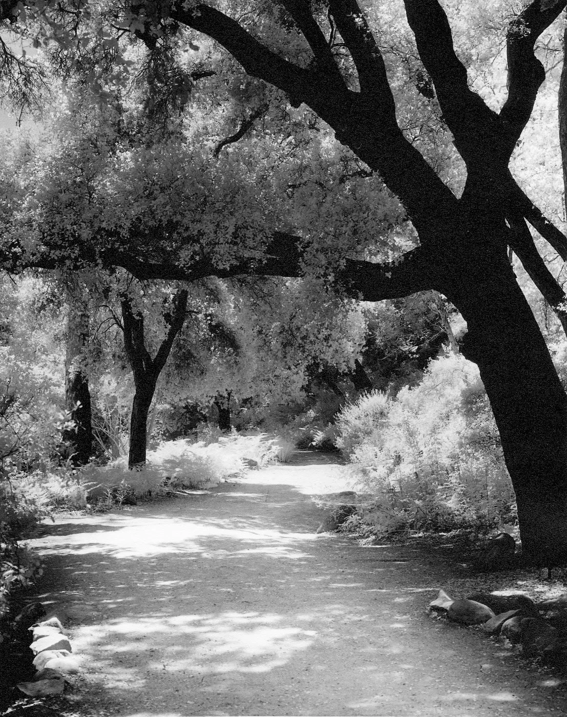 Canyon Trail, SBBG