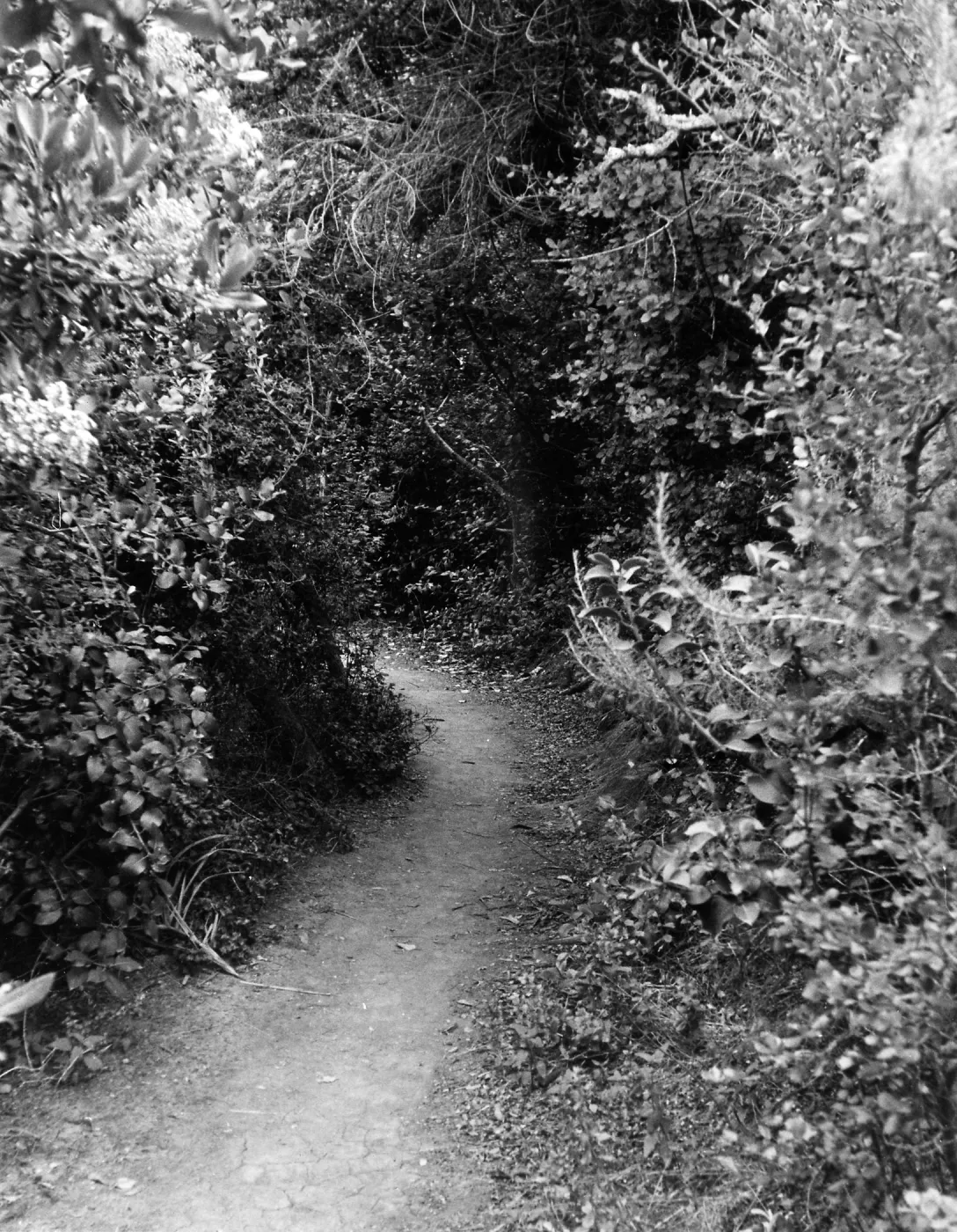 Canyon Section, SBBG