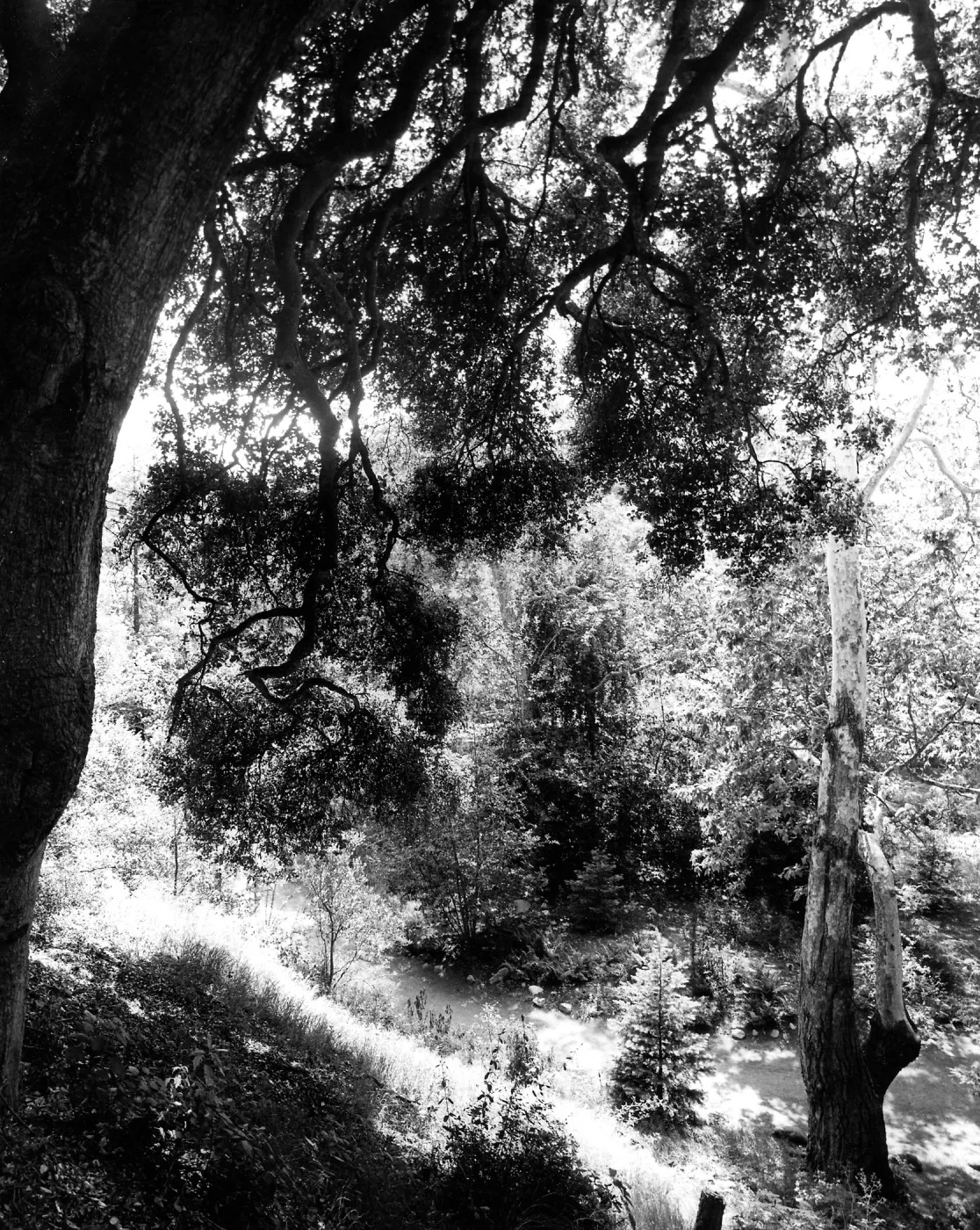 View into canyon from Pritchett Trail