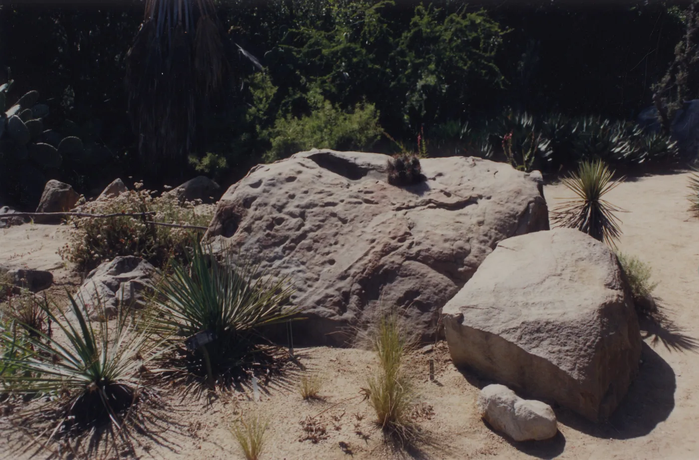 Desert Section, SBBG