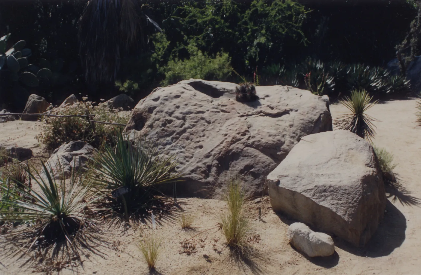 Desert Section, SBBG