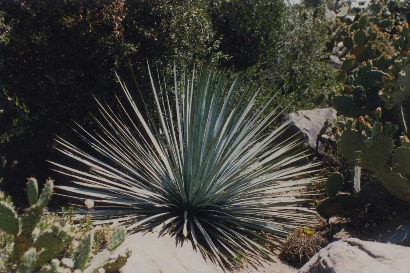 Desert Section, SBBG
