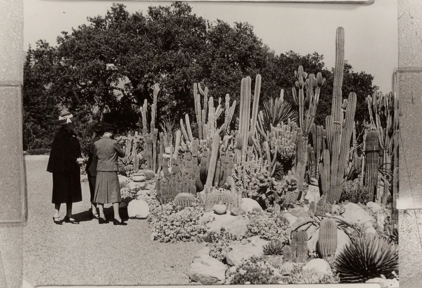 Desert Section, SBBG