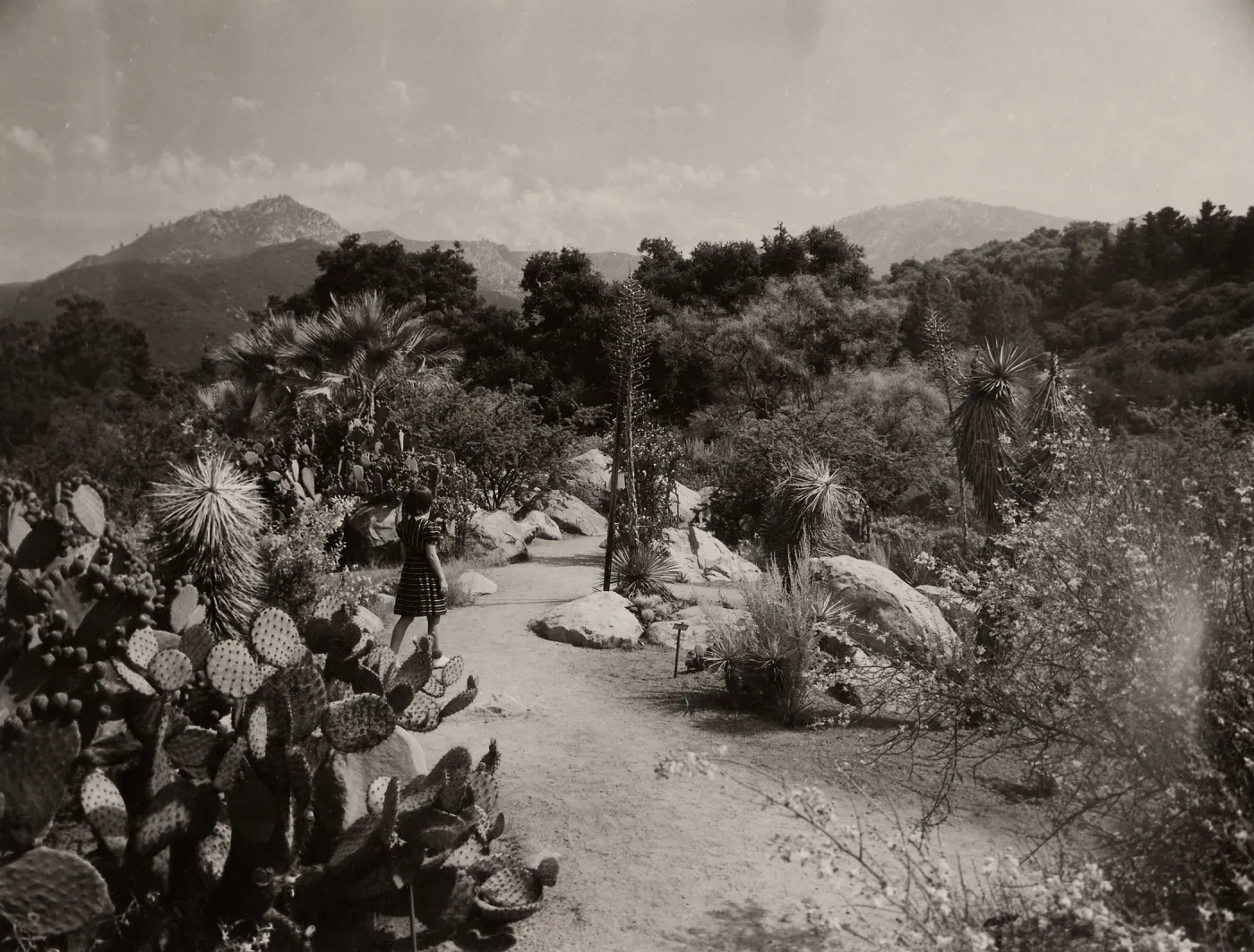 Desert Section, SBBG