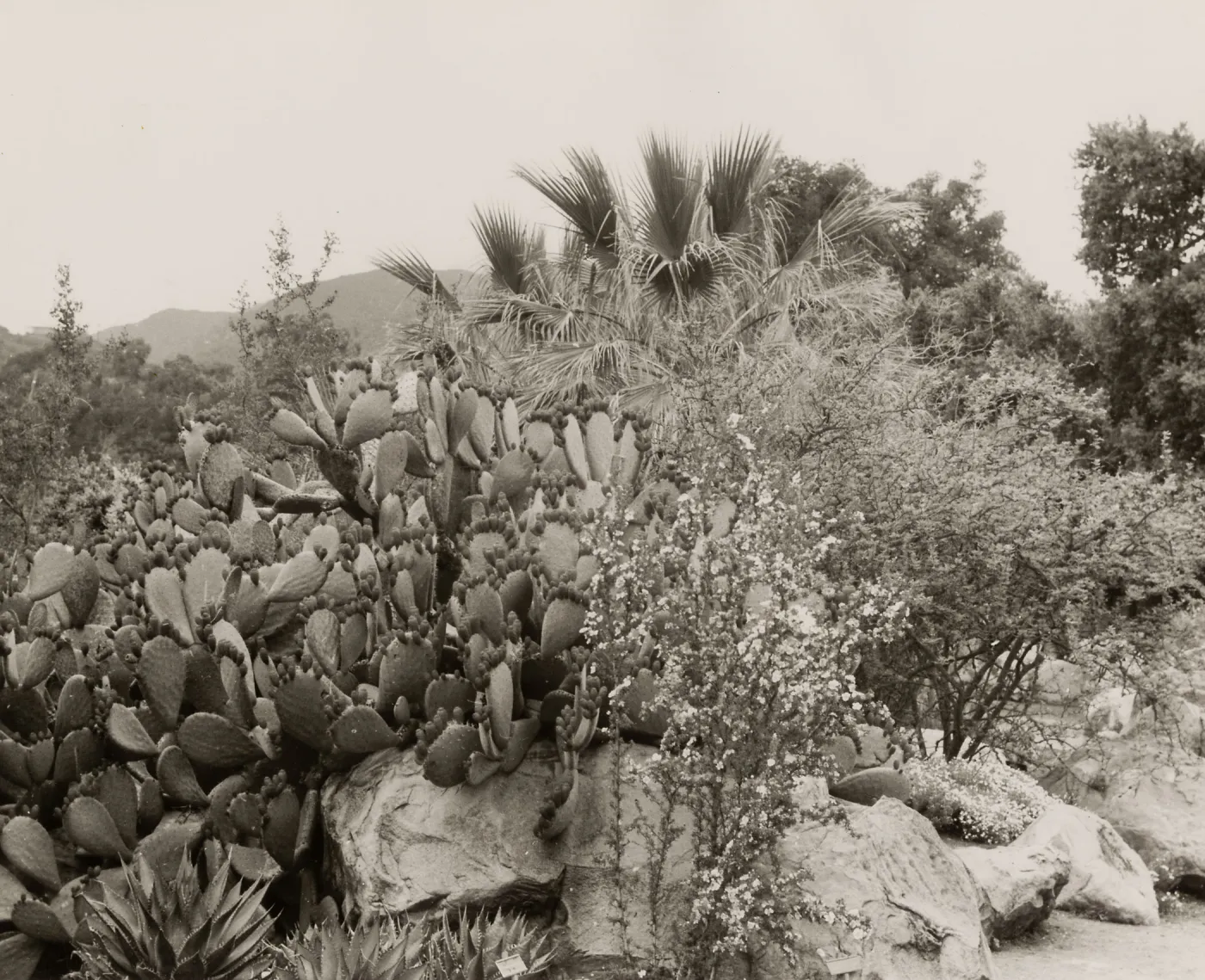 Desert Section, SBBG