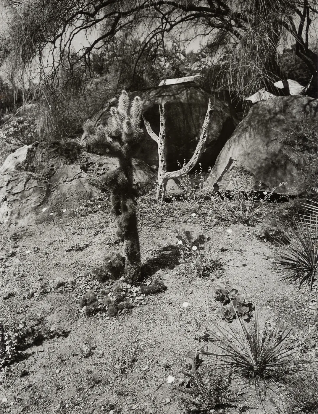 Cholla in Desert Section, SBBG