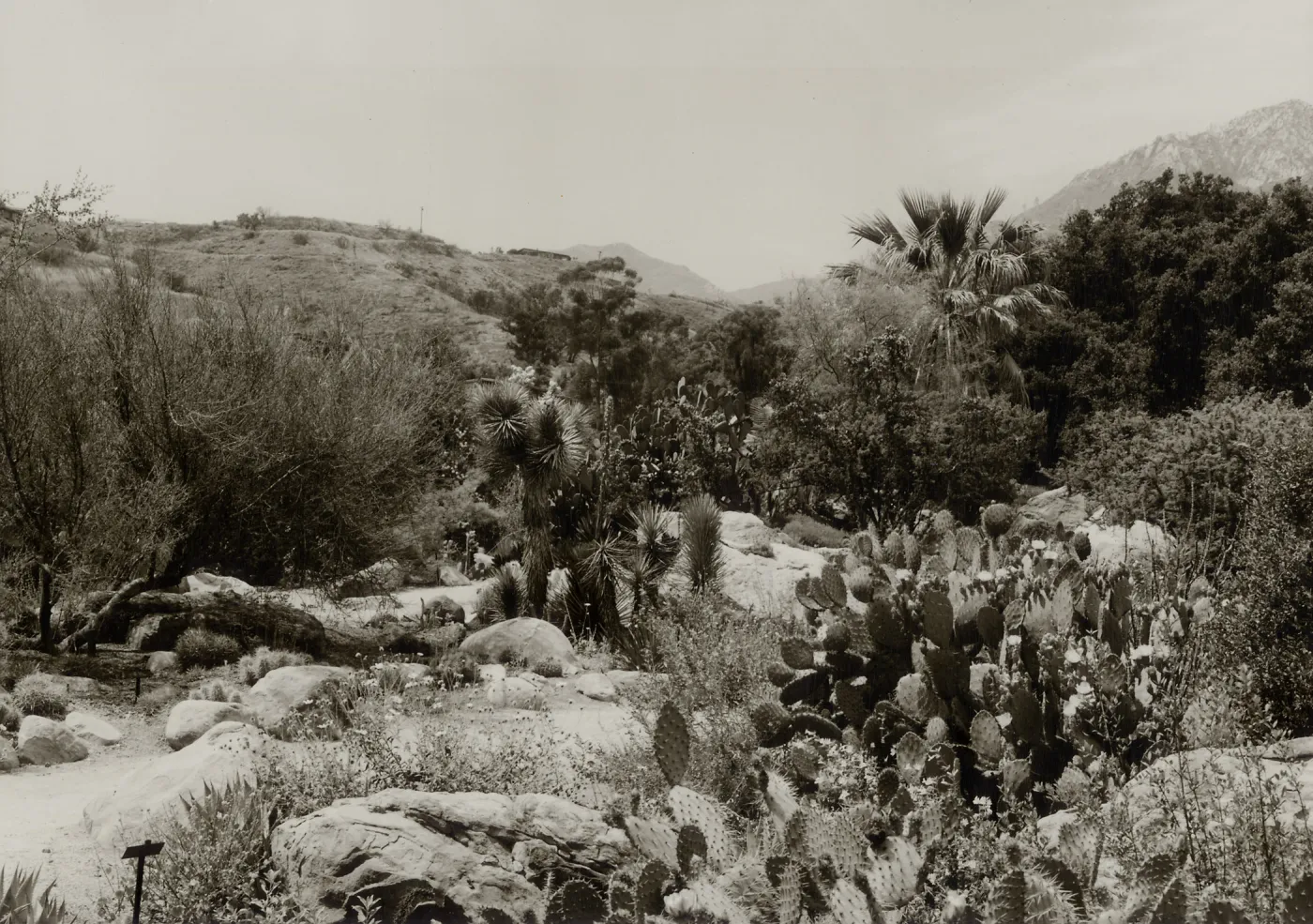 Prickly Pear Cactus in flower and fruit, Recently acquired Joshua Trees, 1965