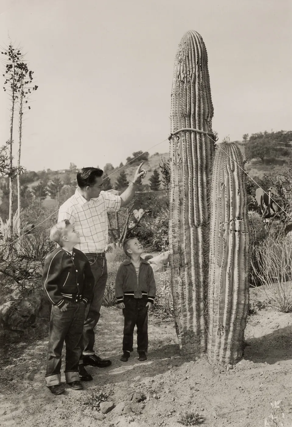 R.L. Williams of the Garden Staff tells his sons, Teddy and Doug, about the new Sagaro Cactus planted in the Desert Section