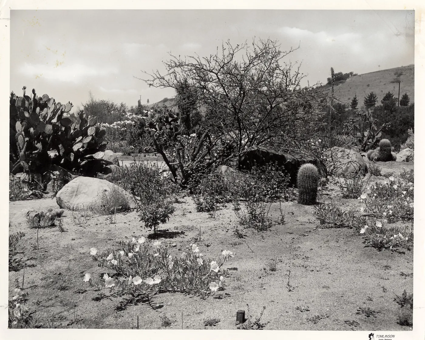 The Desert Section, SBBG