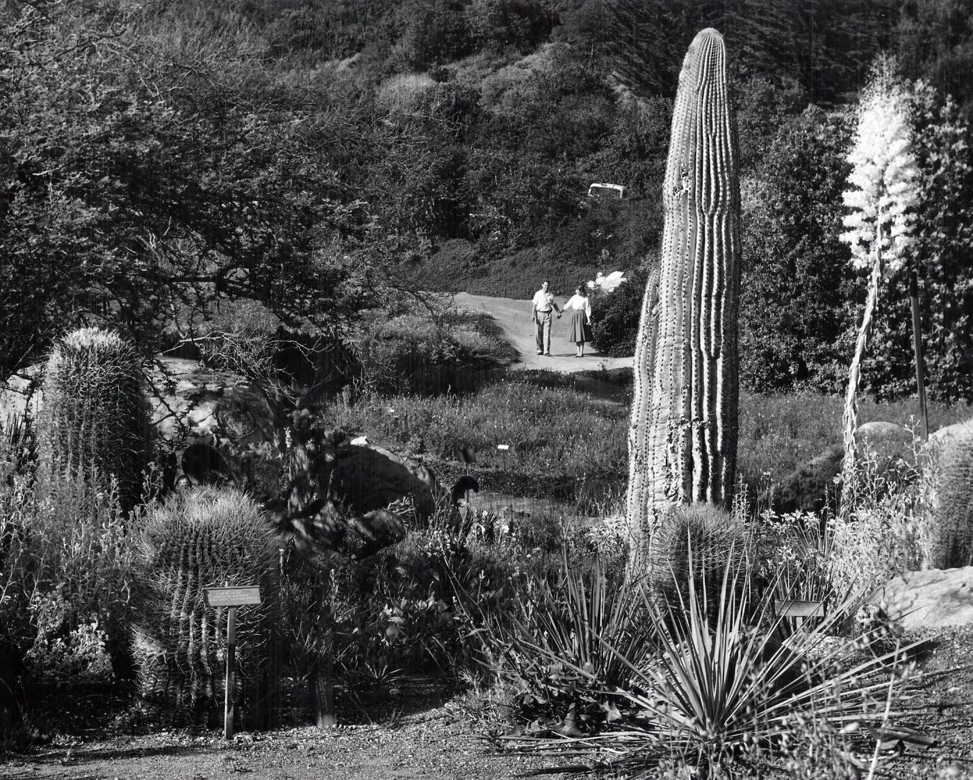 couple walking toward the Desert Section, SBBG