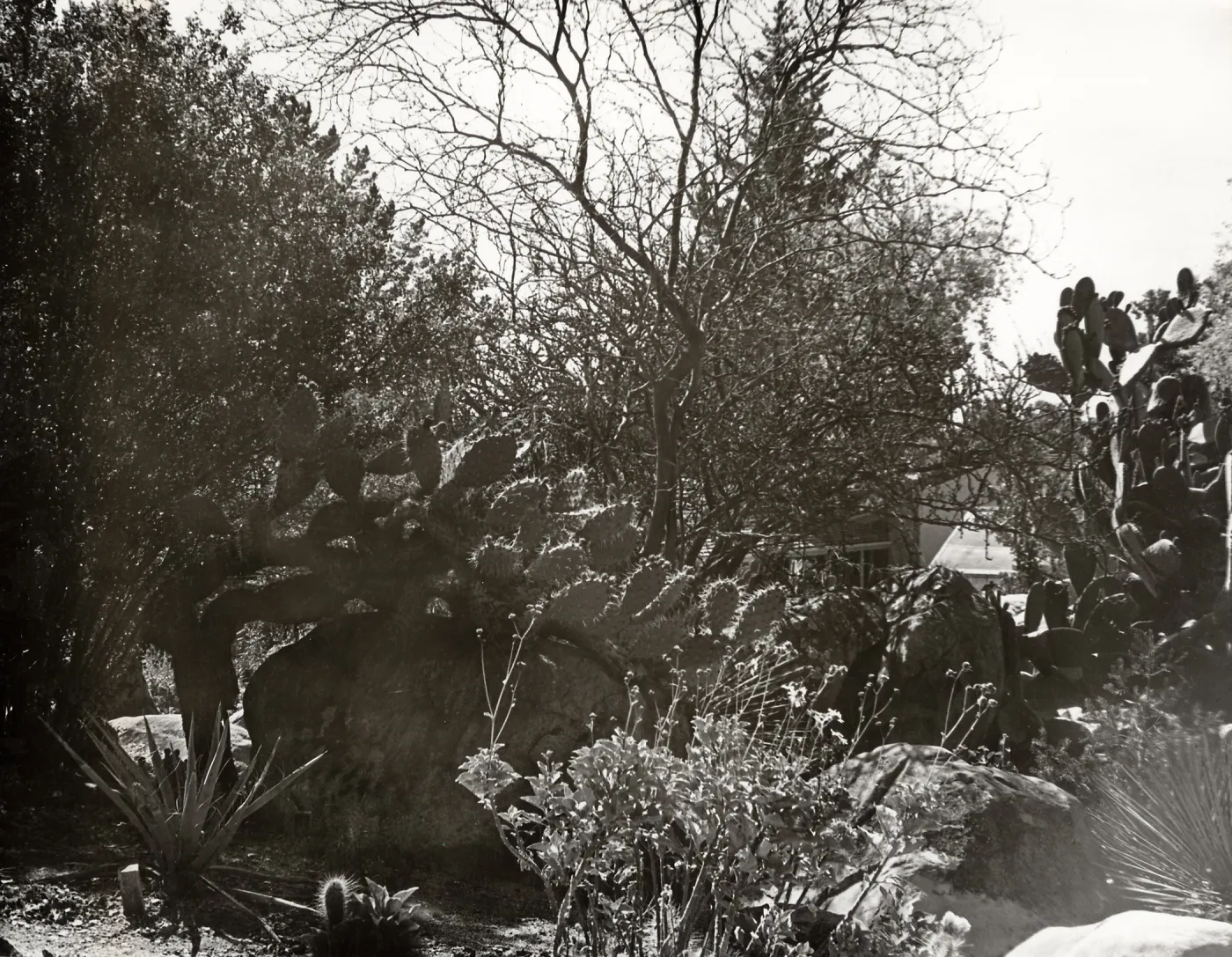 The Desert Section, SBBG