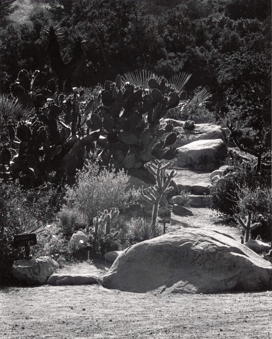 Desert Section, 1960