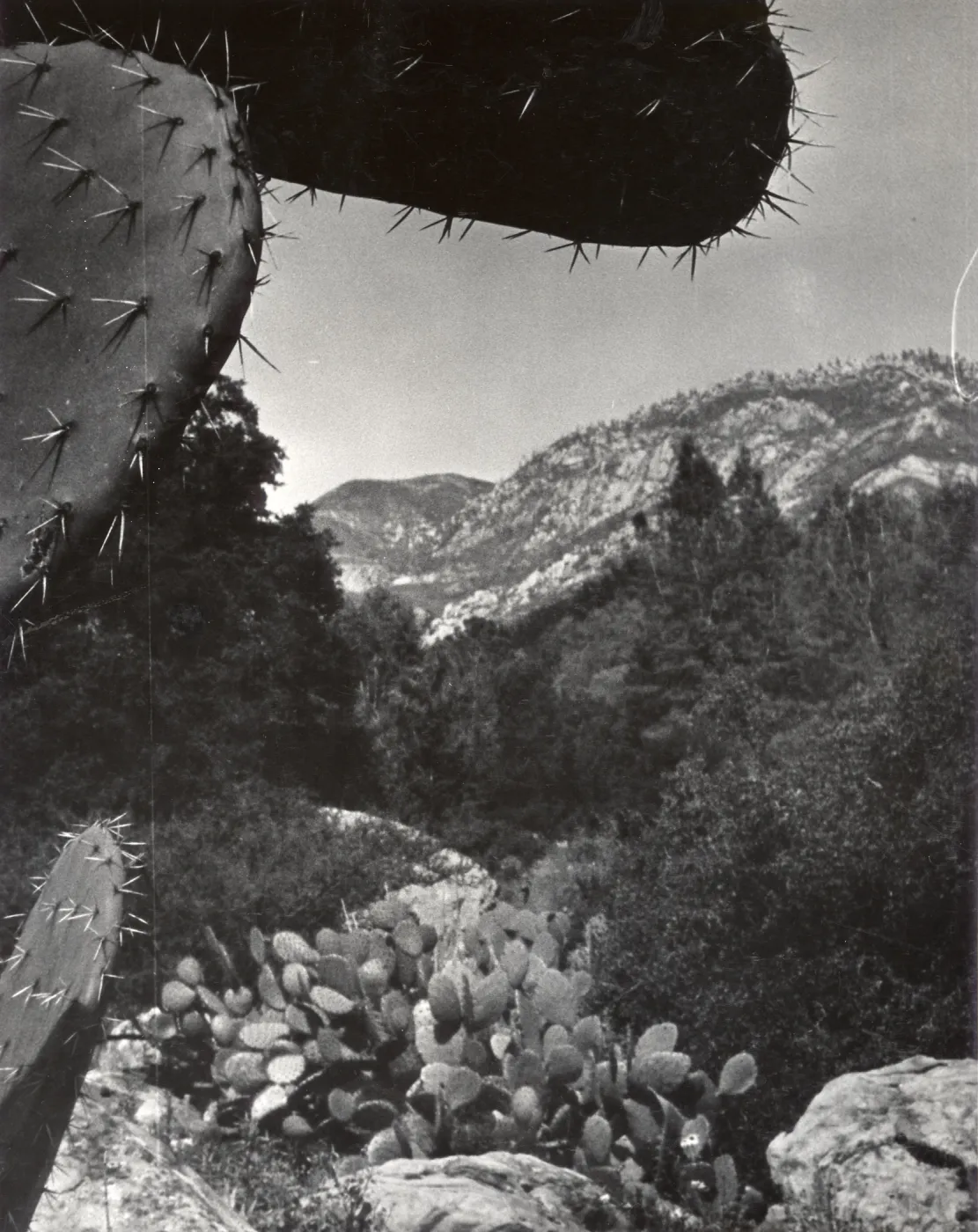 Desert Section, view to La Cumbre Peak, SBBG