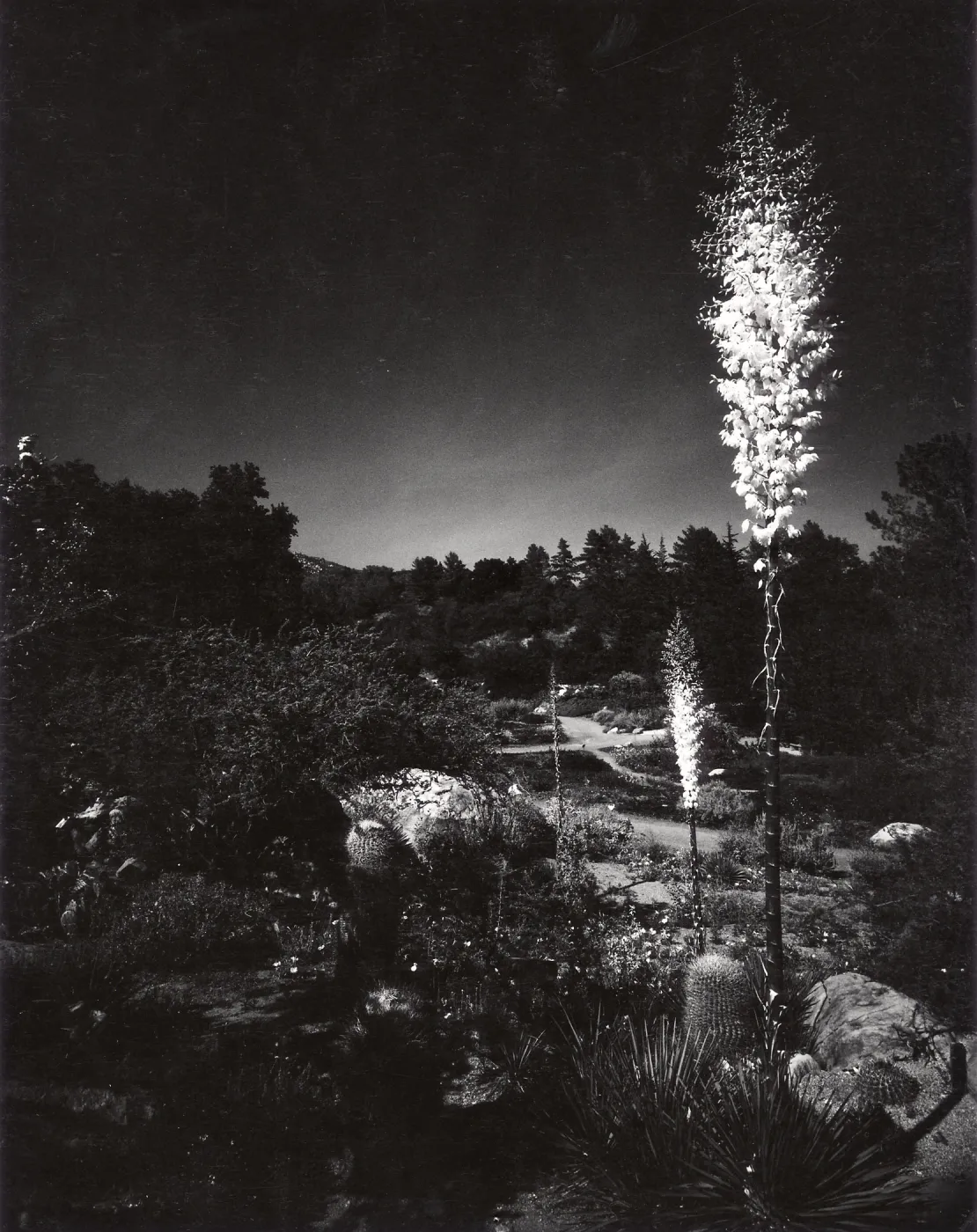Yuccas Glow Like Torches, night photography