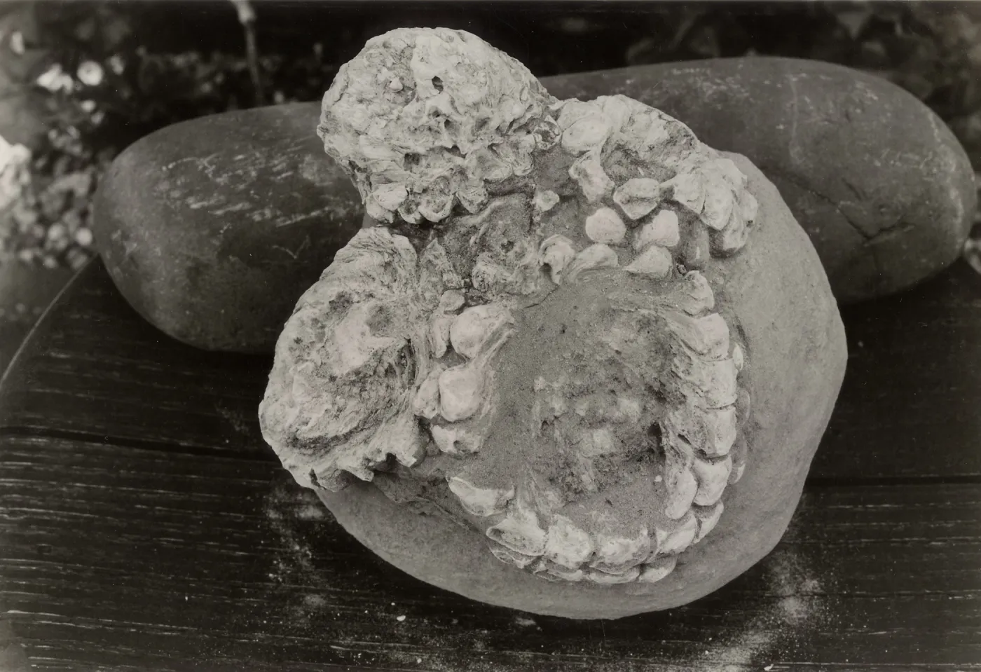 Fossil pine cones (Miocene): Pinus radiata