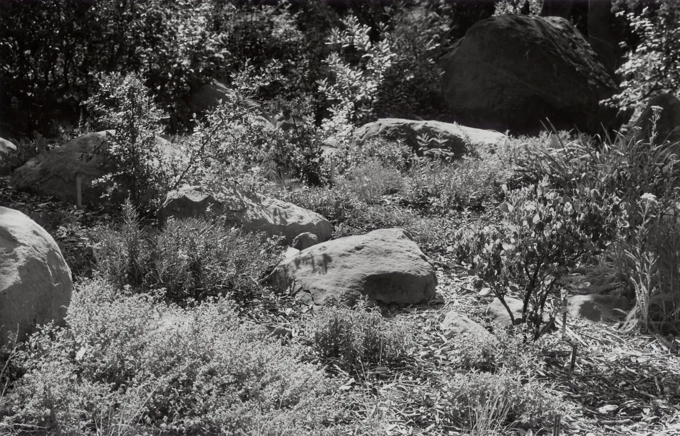Manzanita Section, perennial border bed