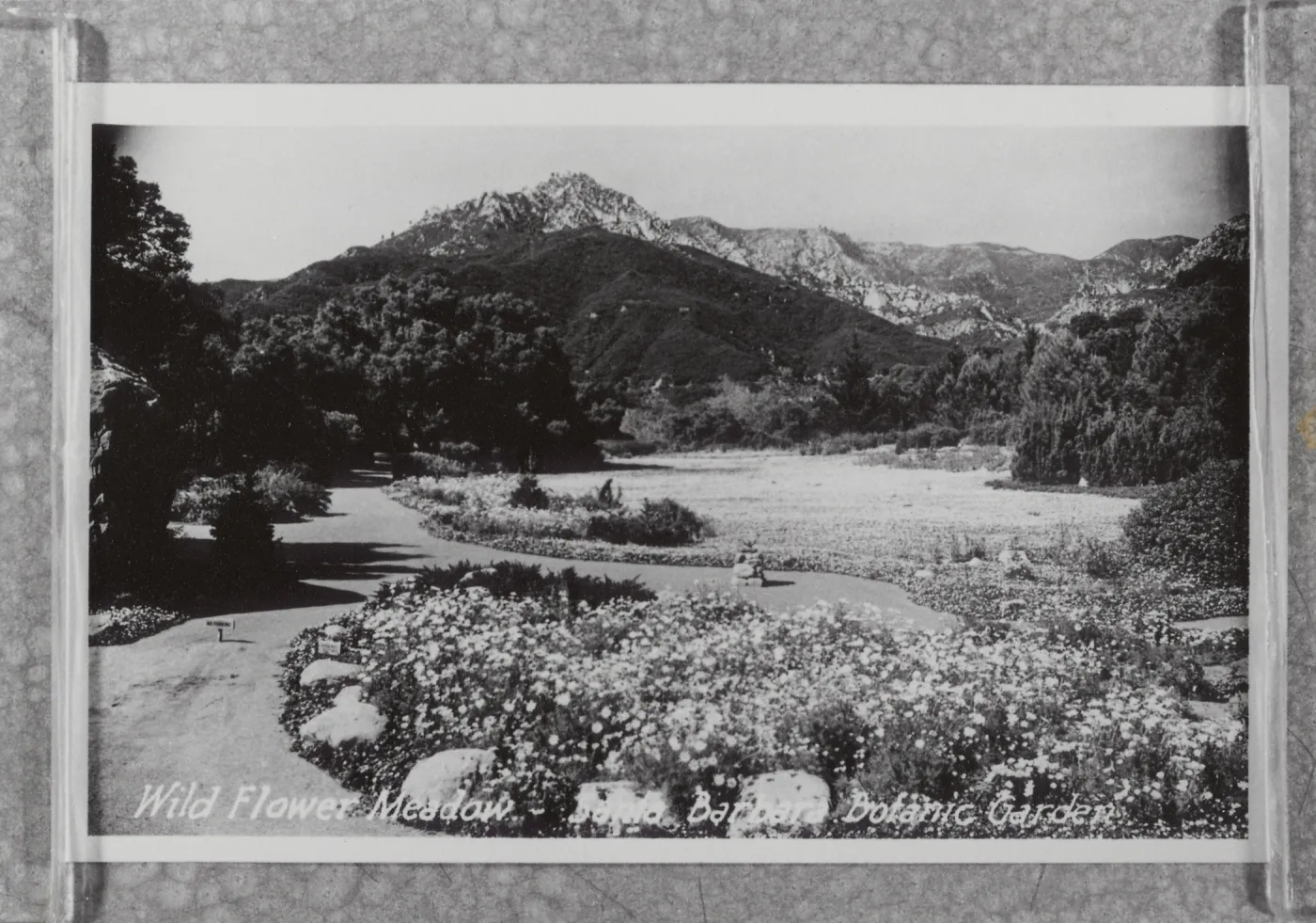 Wild Flower Meadow, SBBG postcard