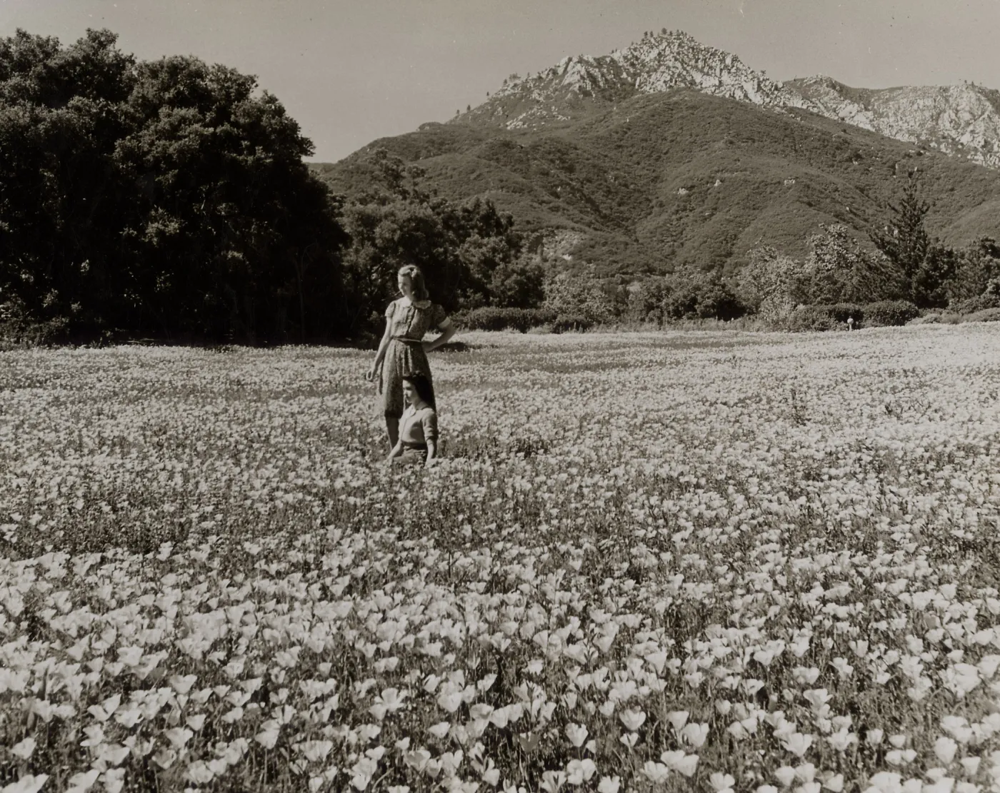Meadow - California poppies