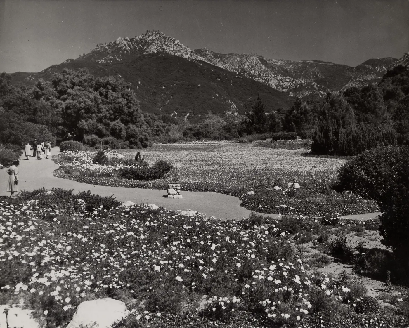 SBBG, Strawberry Meadow, mountain view
