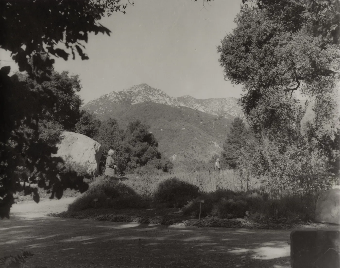 SBBG, Meadow, mountain view