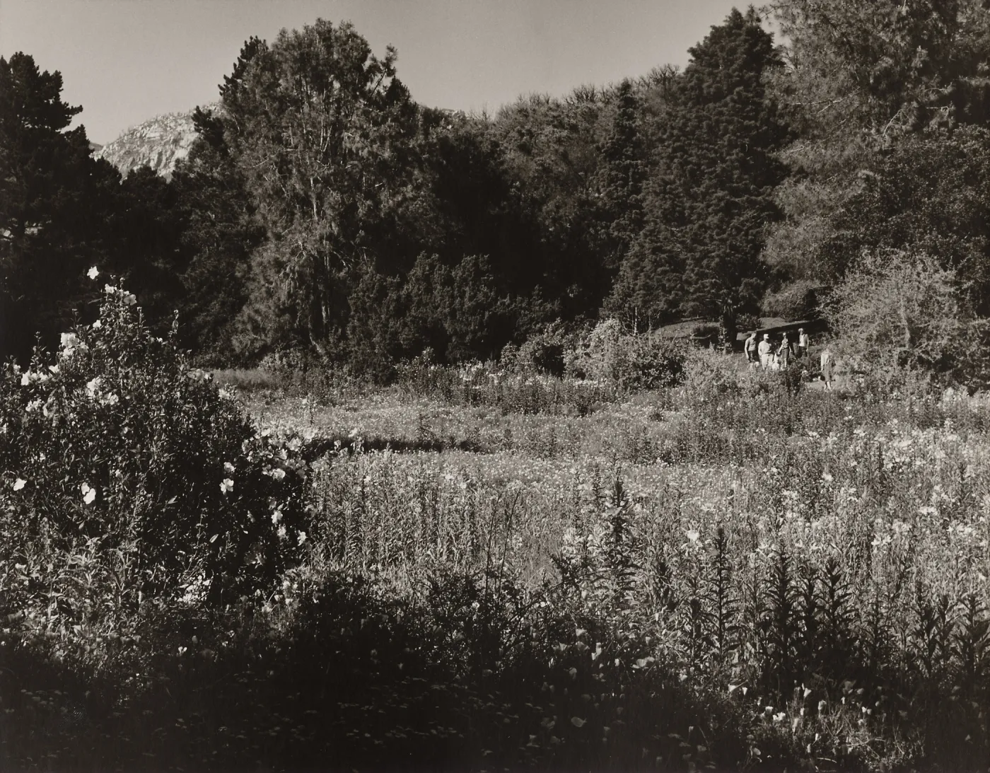 SBBG, Meadow - A Moment of Spring