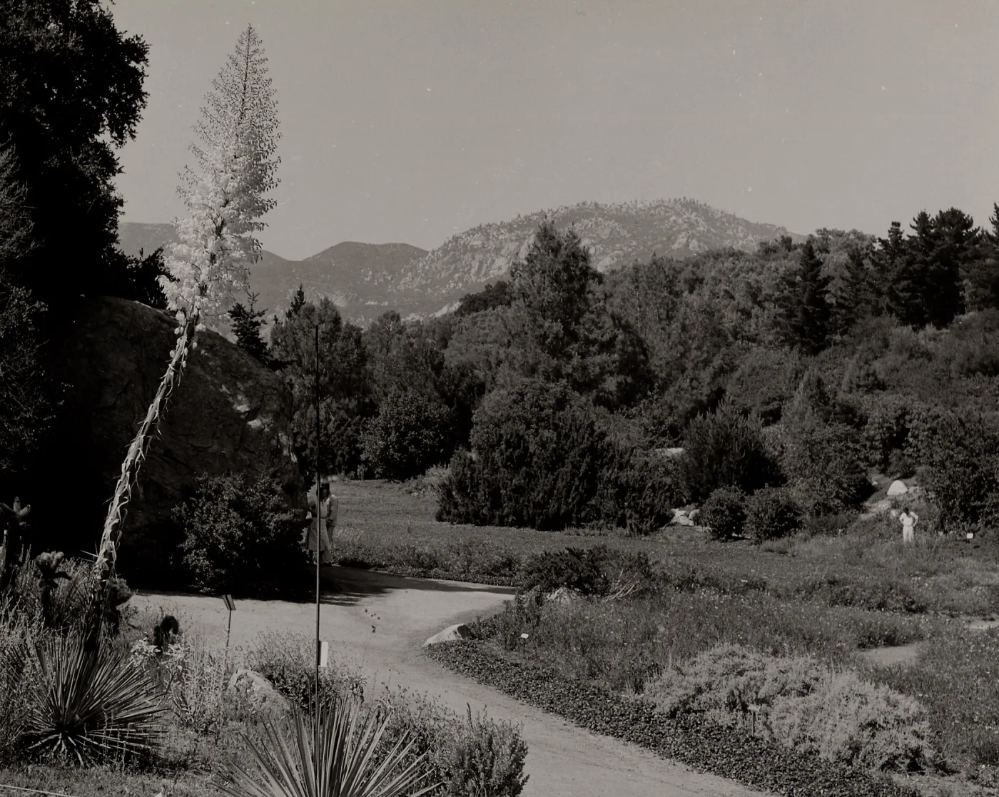 SBBG, Meadow, Mountain view