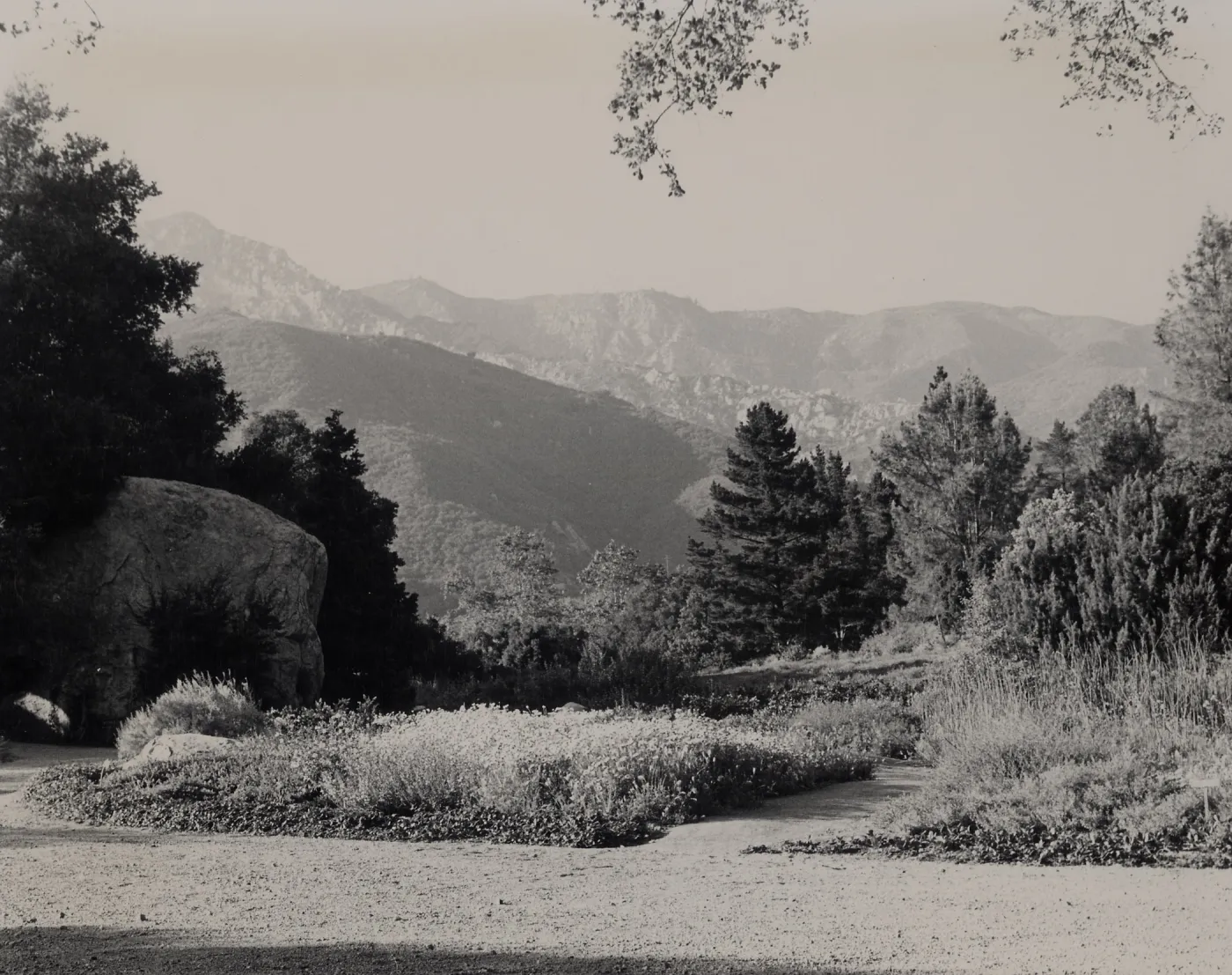 SBBG Meadow, mountain view