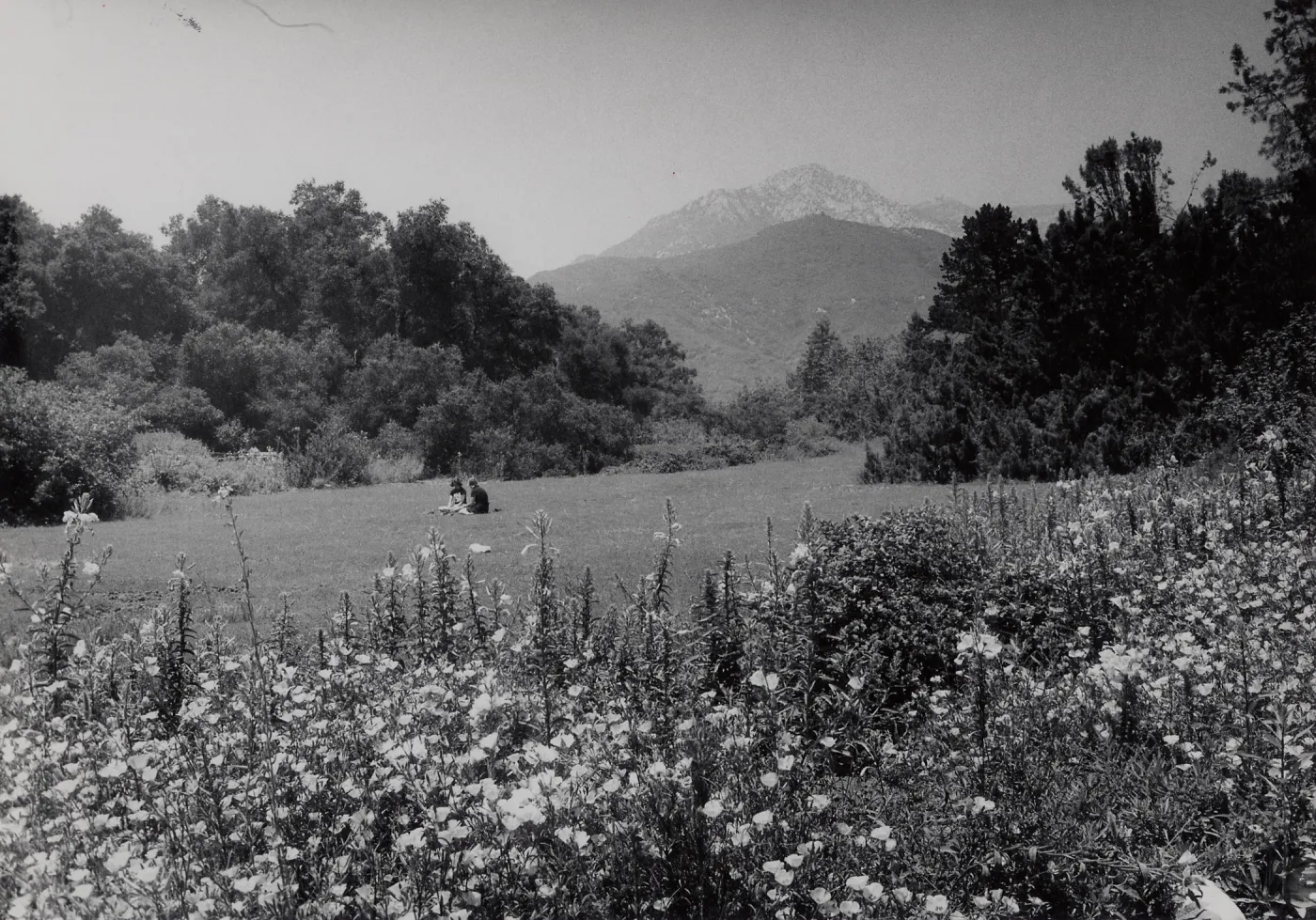 SBBG Meadow, mountain view