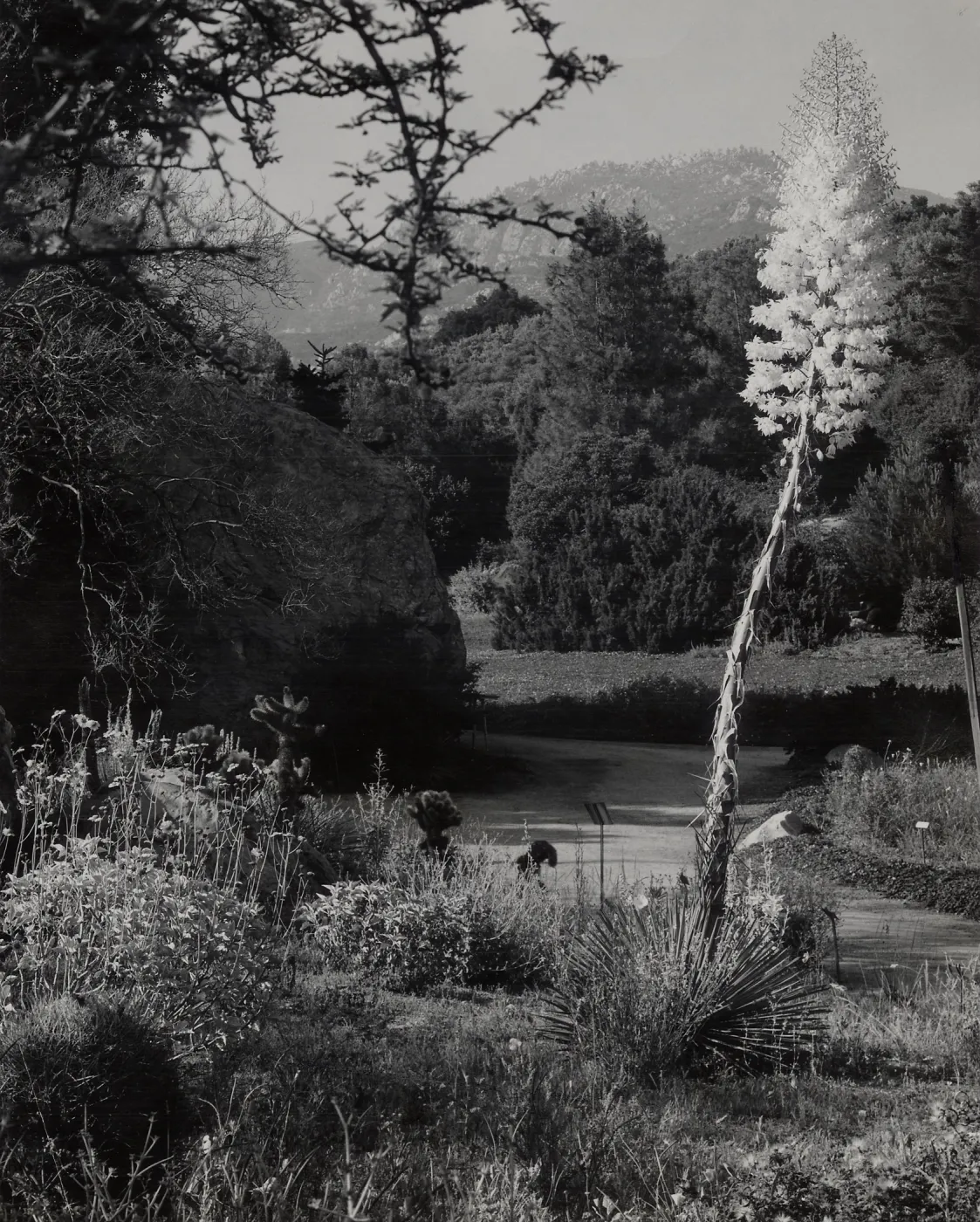 SBBG Meadow, Blaksley Boulder