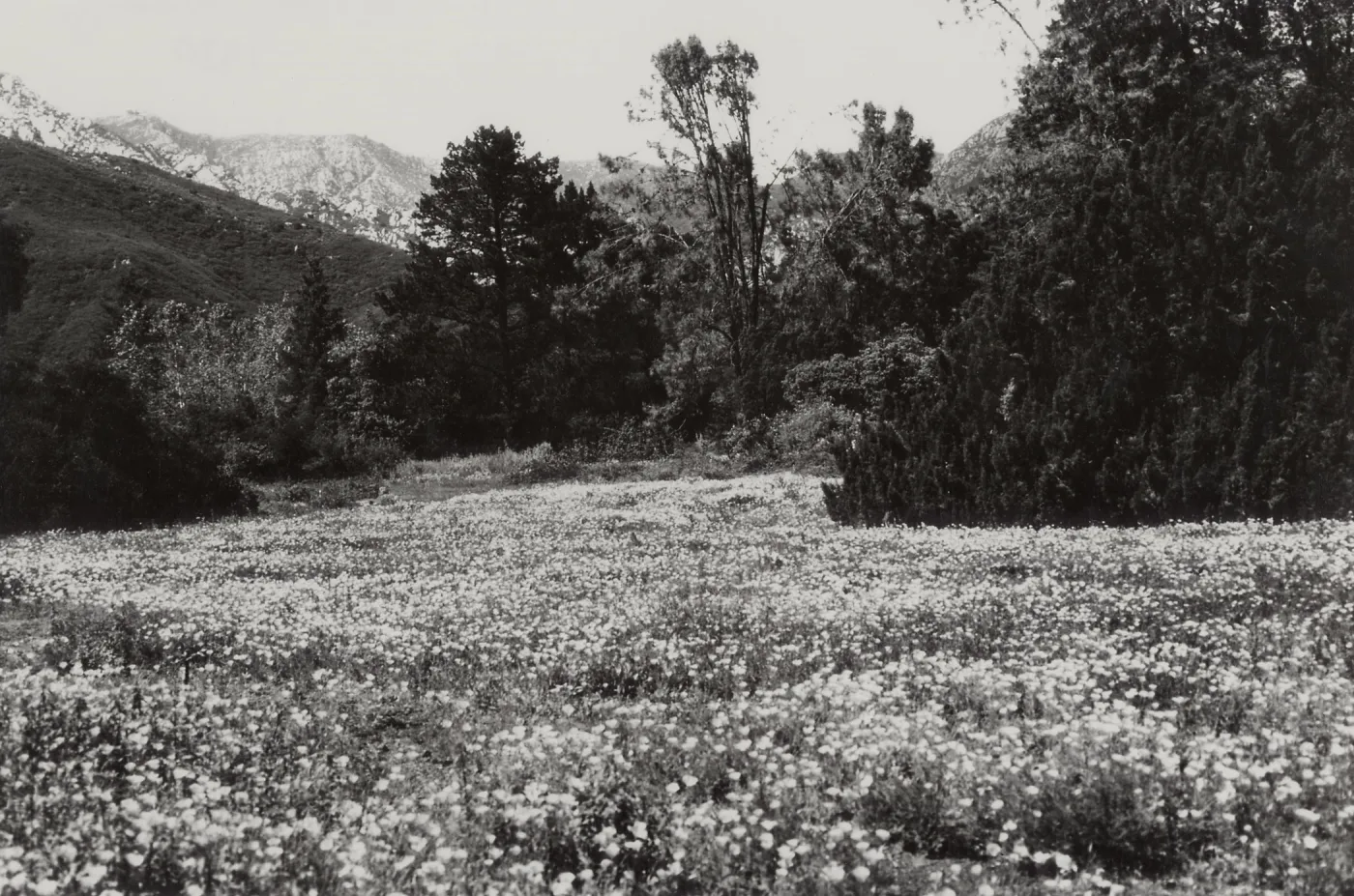 Meadow view, SBBG