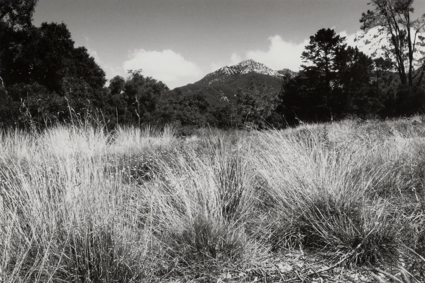 Meadow, SBBG