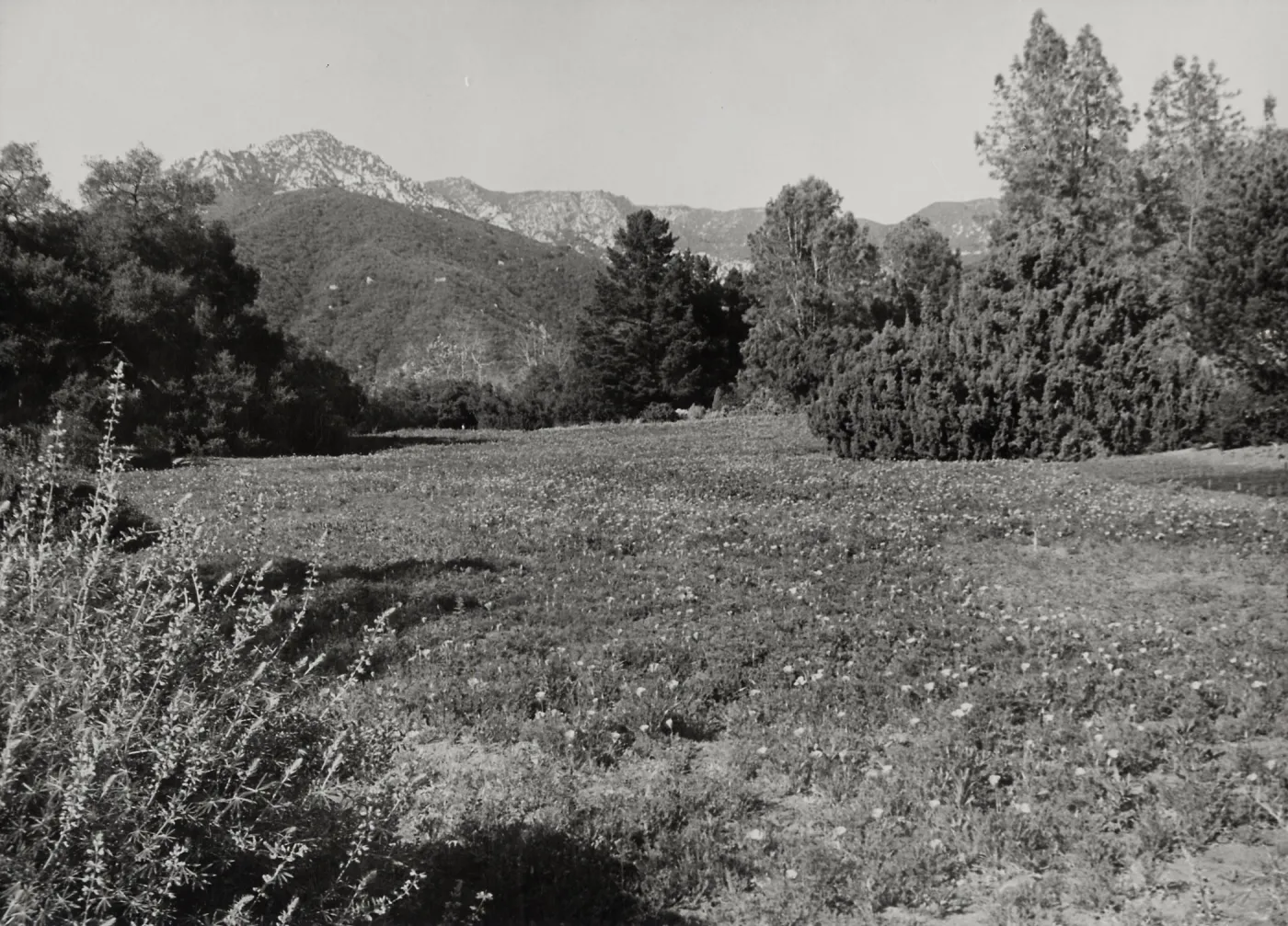 Meadow, SBBG