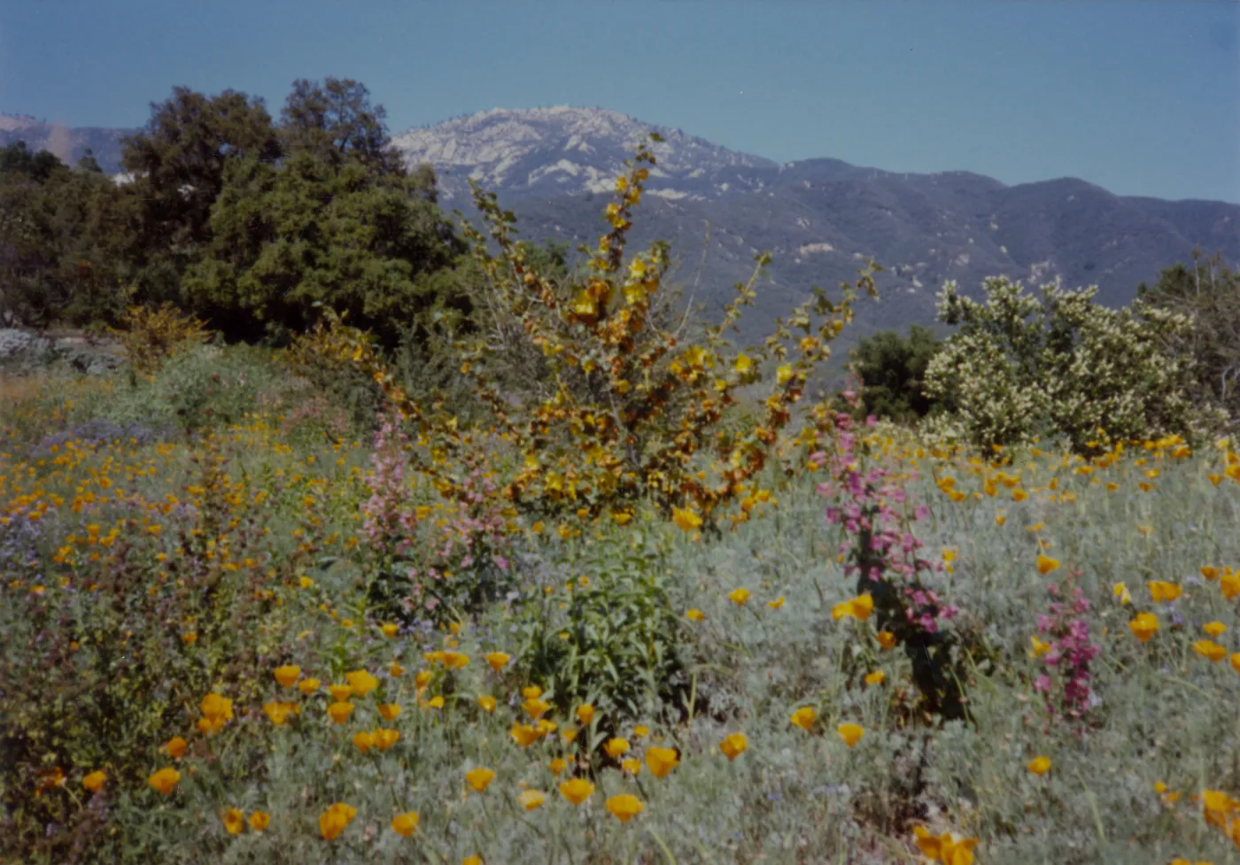 wildflowers at SBBG California poppies, Flannel bush