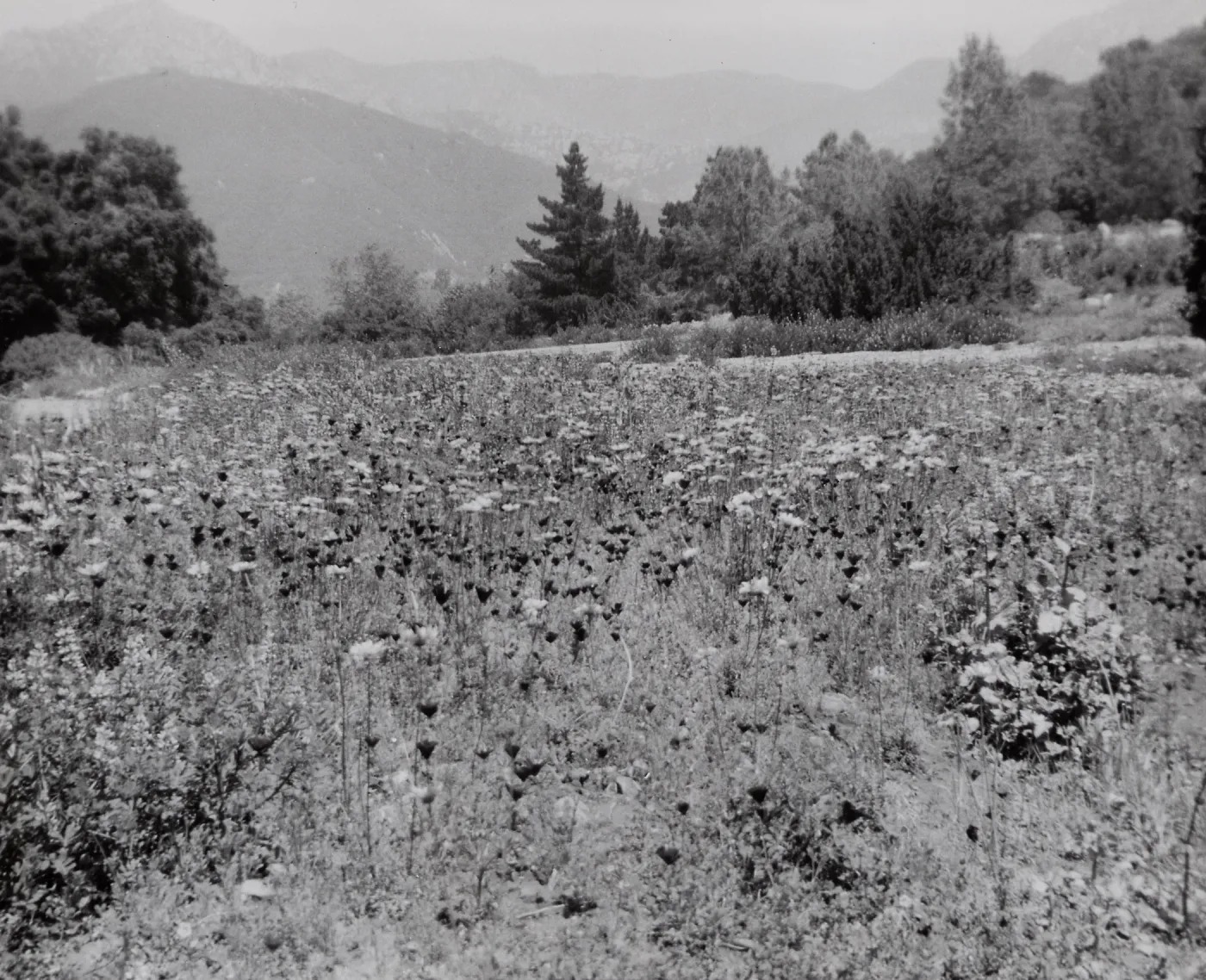 Meadow, SBBG