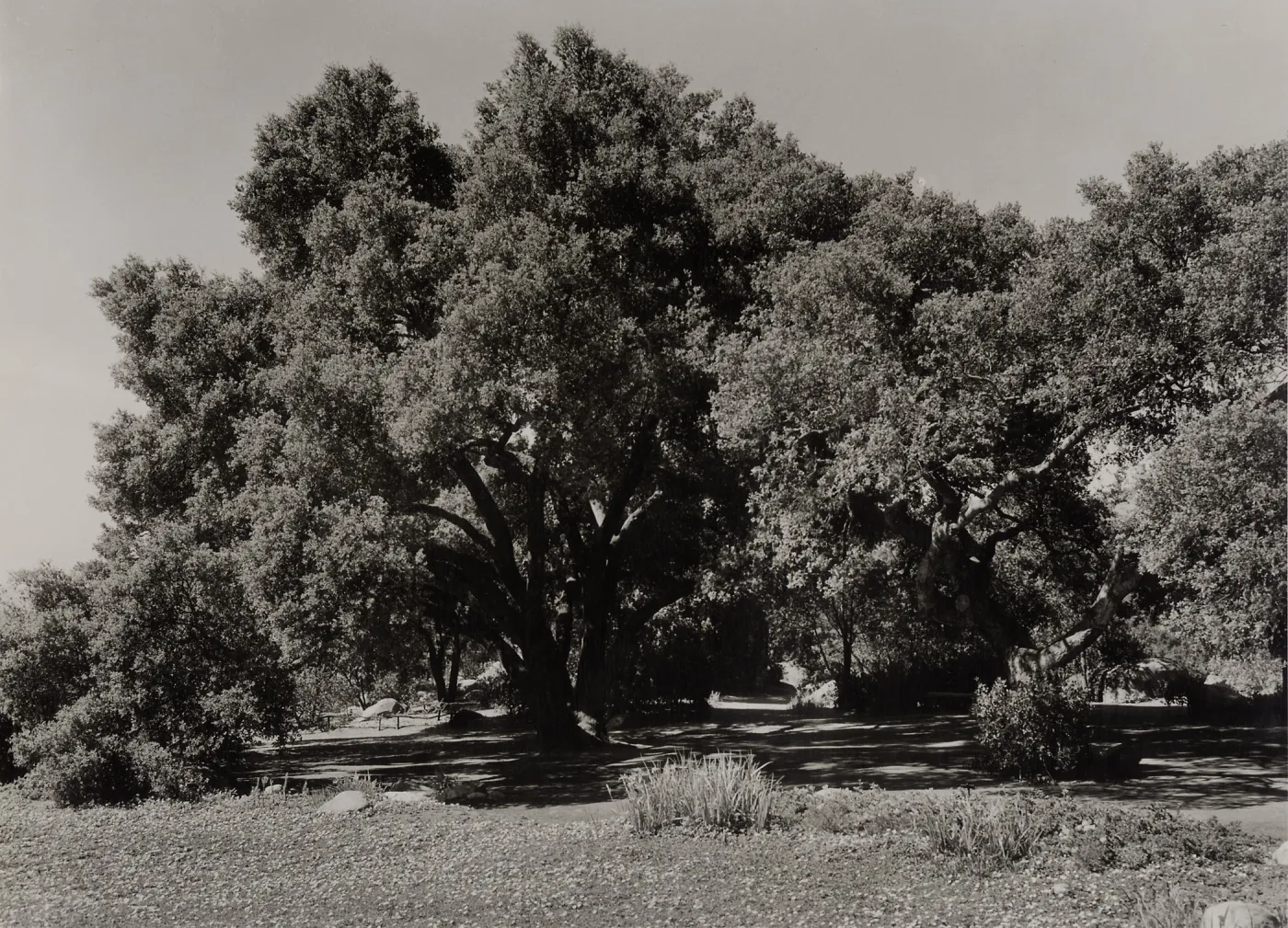Meadow Oaks (Coastal Live Oak), SBBG, ï¿½ Josef Muench