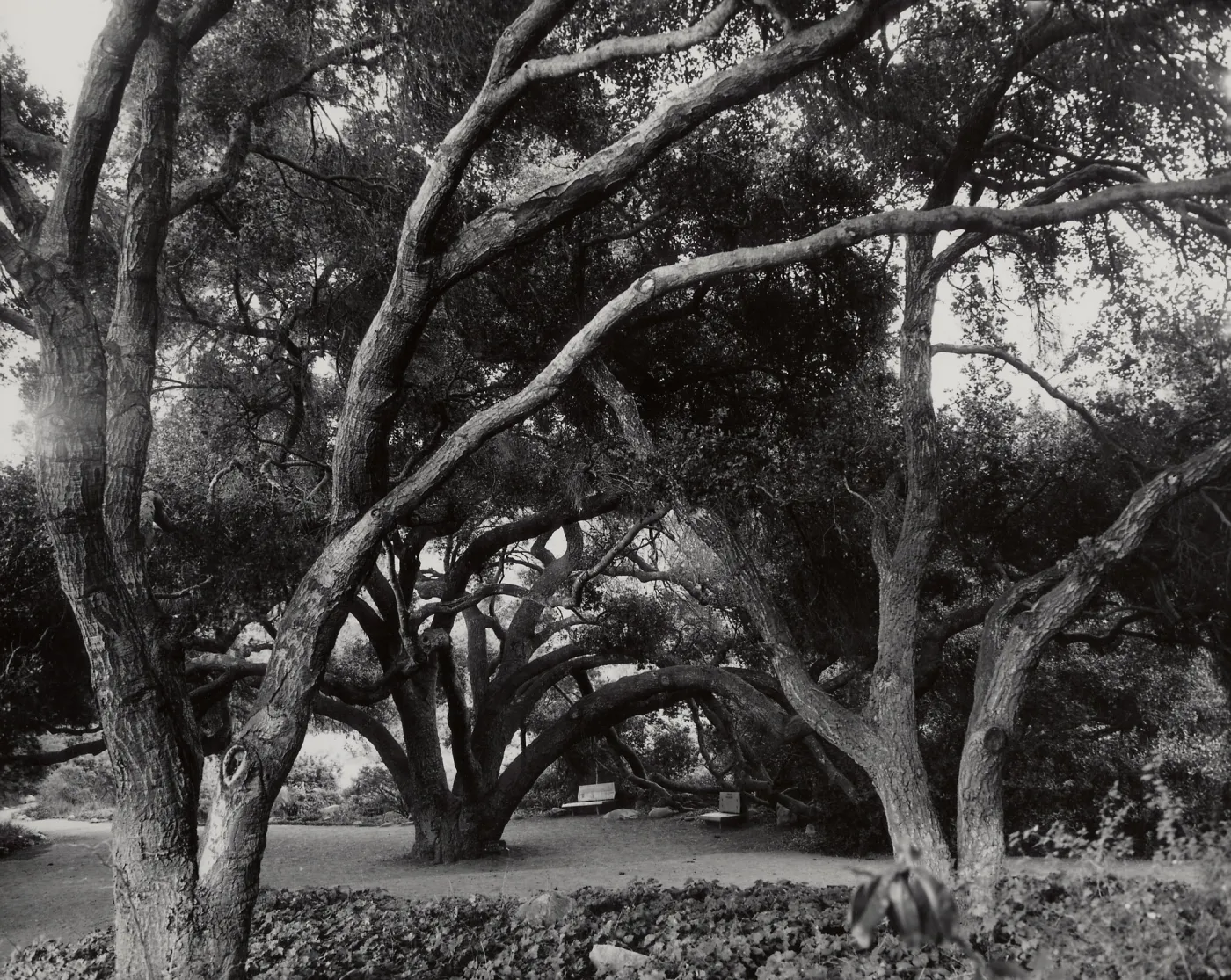Meadow Oaks, SBBG