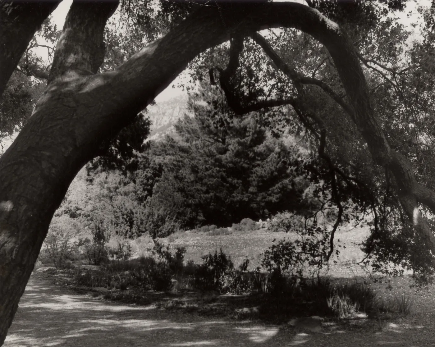 Meadow Oaks, SBBG