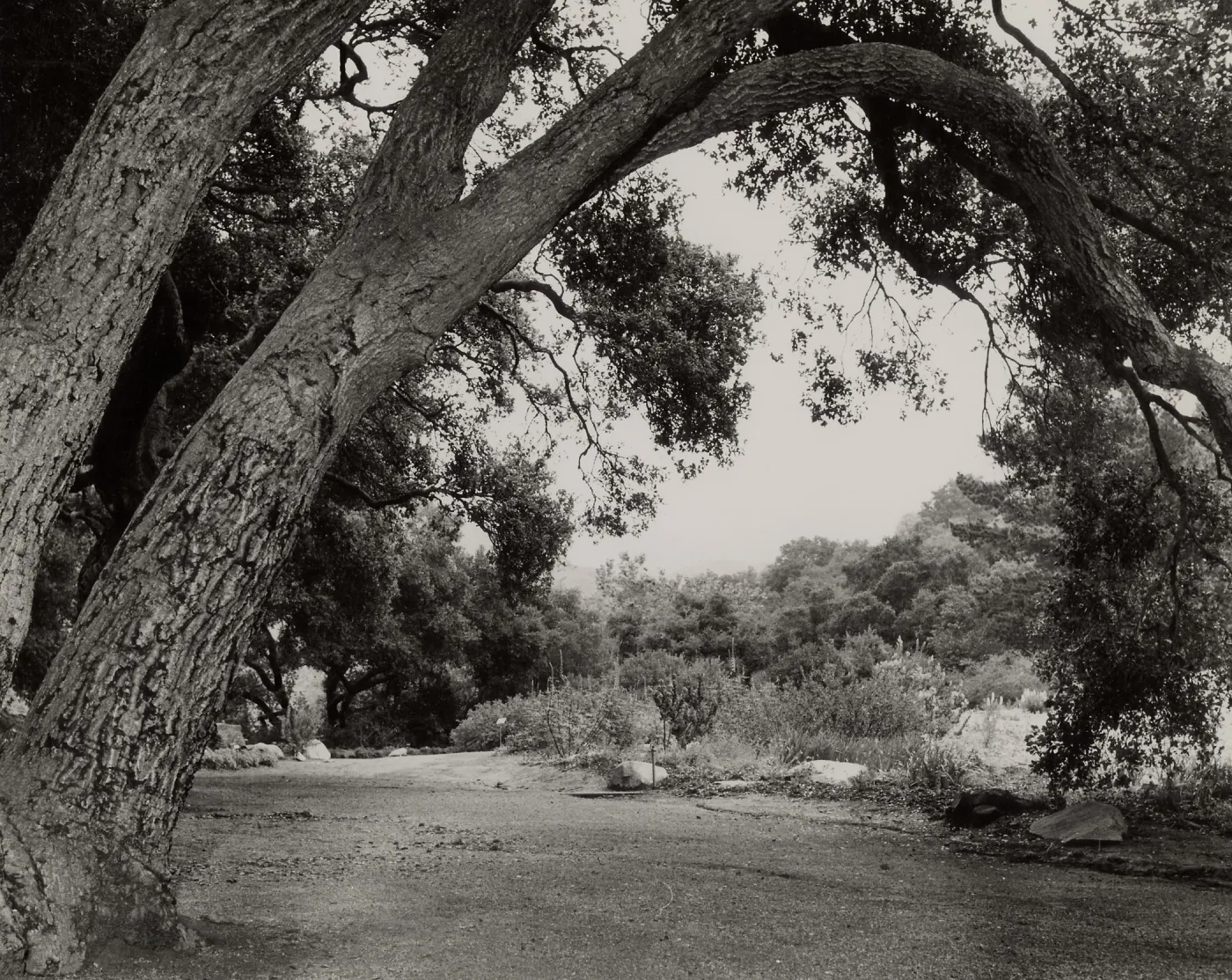 arching canopy of Quercus agrifoila (Coastal Live Oak) , Meadow Oaks, SBBG